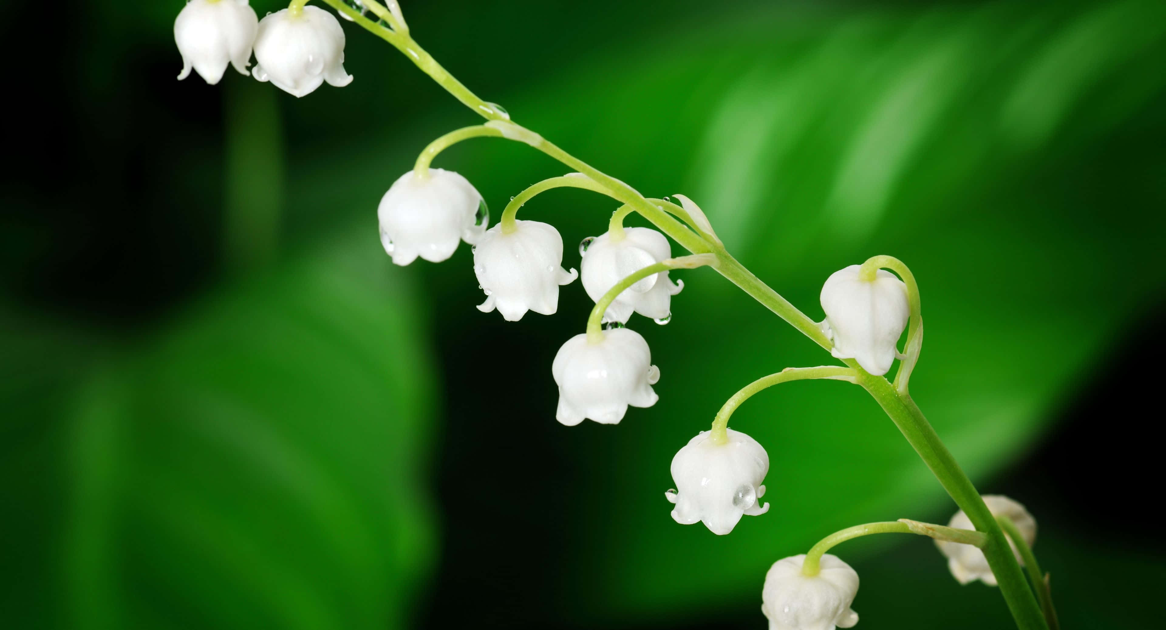 3840x2076 桌布 壁紙 — 精緻的白色鈴蘭花在茂密綠色模糊葉子背景上閃爍著露珠。