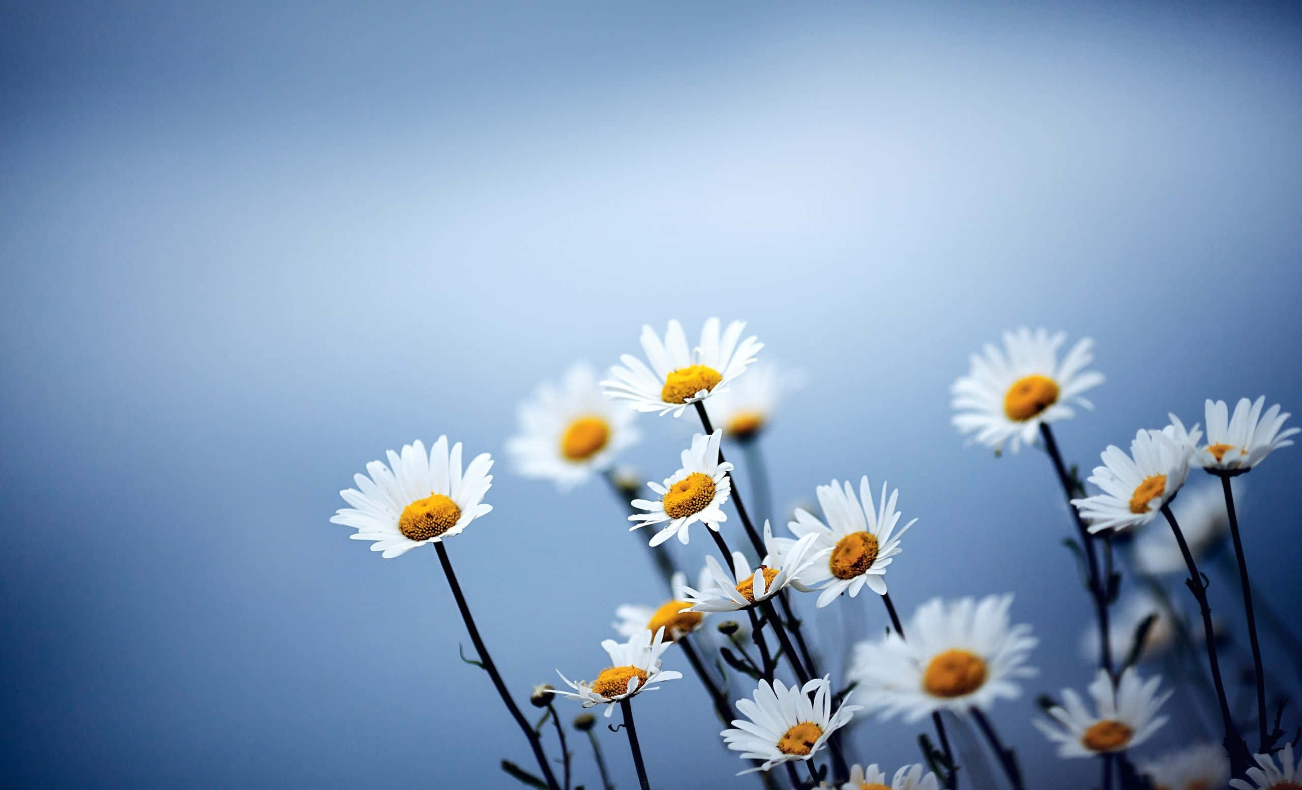 Daisy 桌布 壁紙 — 精緻的白色雛菊，黃色花心，在柔和的藍色漸層天空下輕輕搖曳。