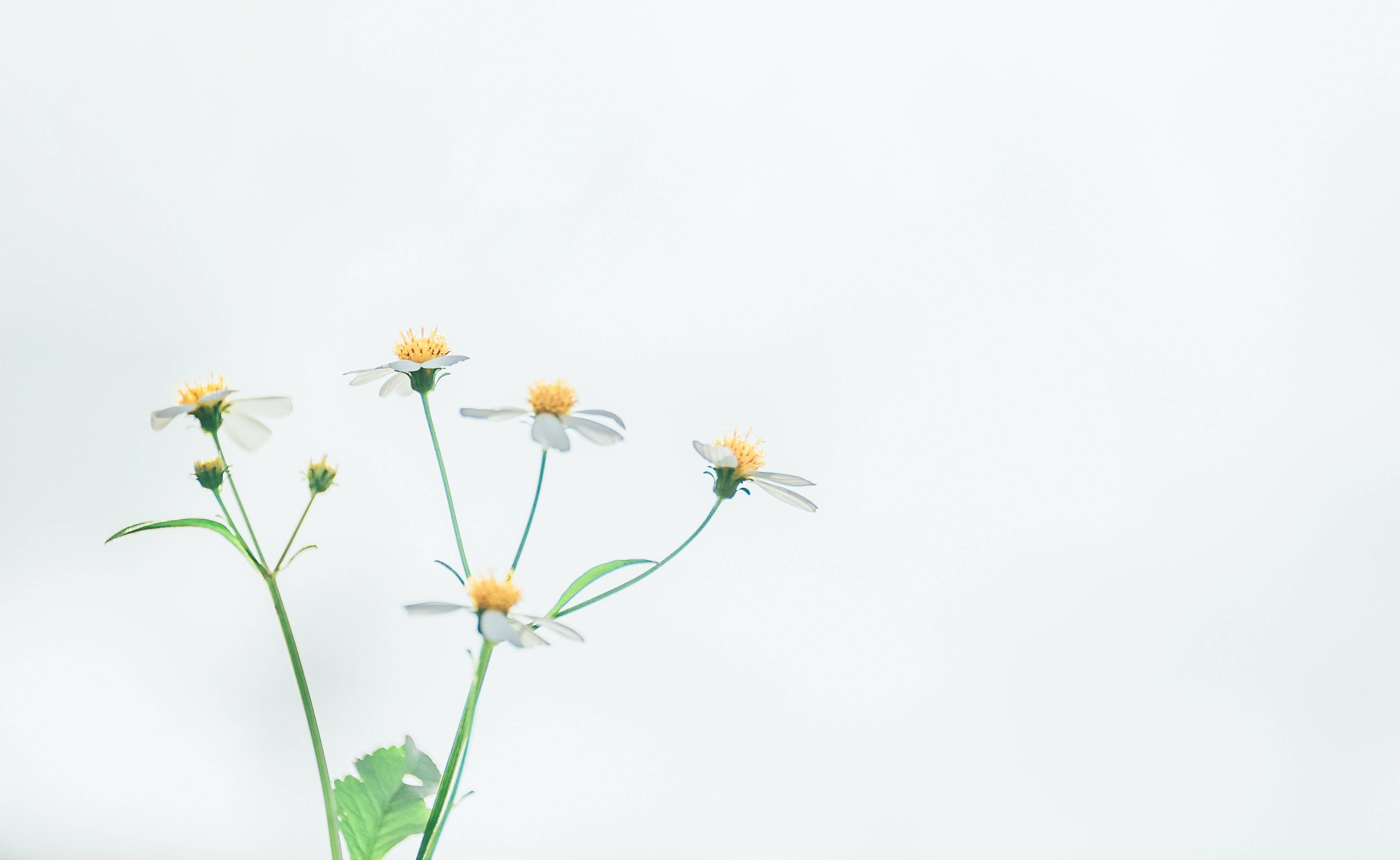 Flowers 桌布 壁紙 — 精緻的白色雛菊，黃色花心，在纖細的綠色莖上綻放，背景為柔和的白色。