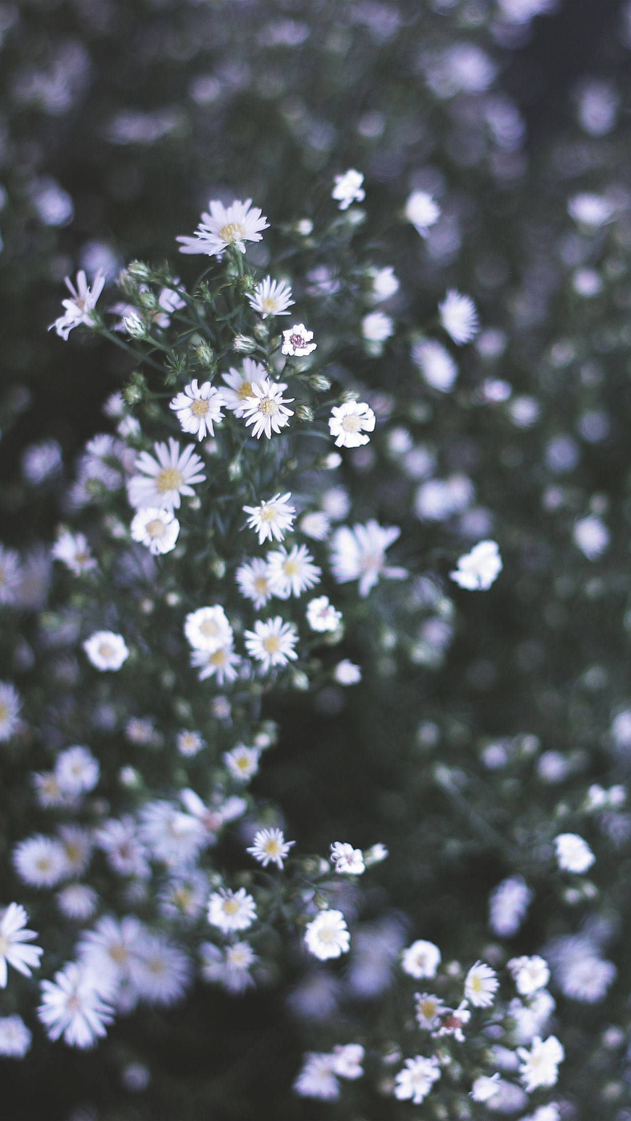 White Flower 桌布 壁紙 — 精緻的白色雛菊在夢幻般的模糊綠色背景下柔和綻放，照片景深較淺。
