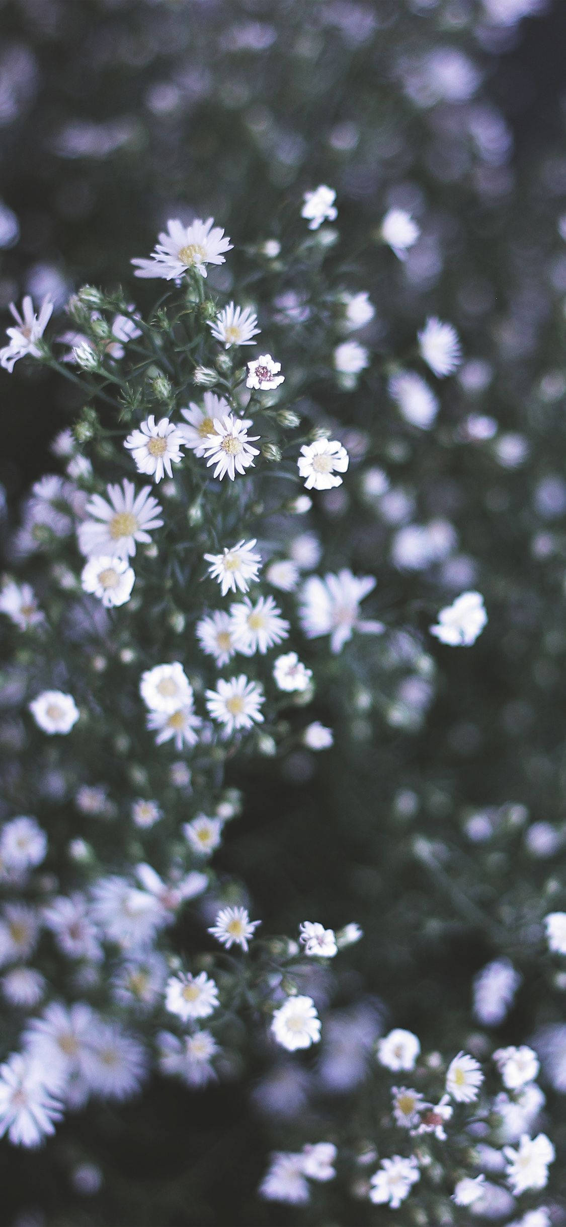 Flowers 桌布 壁紙 — 精緻的白色雛菊在模糊的綠色背景下以淺景深柔和綻放。
