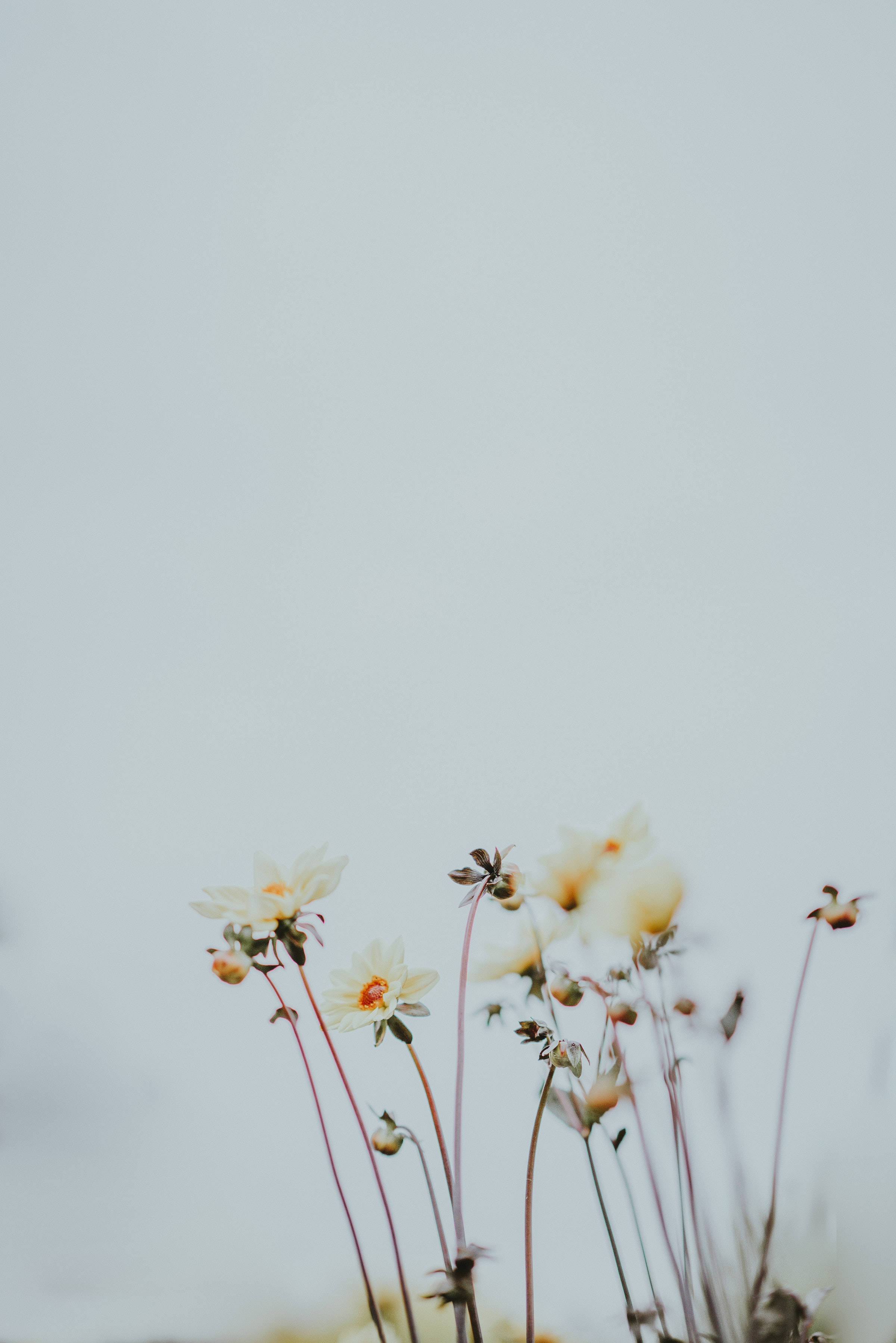 Daisy 桌布 壁紙 — 精緻的白色雛菊帶有橙色花心，在柔和的淡藍色天空下輕輕搖曳，呈現極簡構圖。