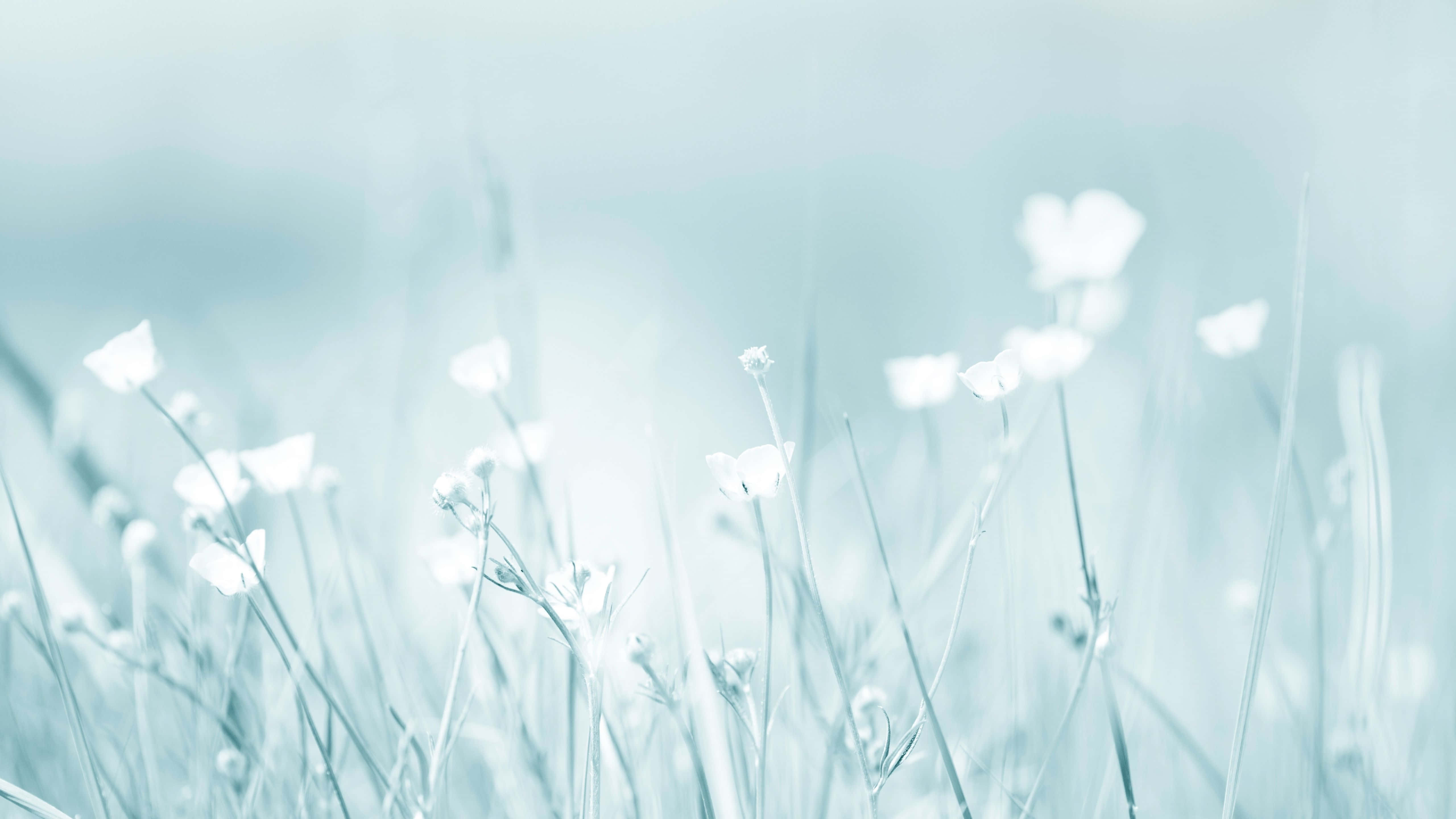 5120x2880 桌布 壁紙 — 精緻的白花在柔和的藍色薄霧中，於漫射日光下輕輕搖曳。