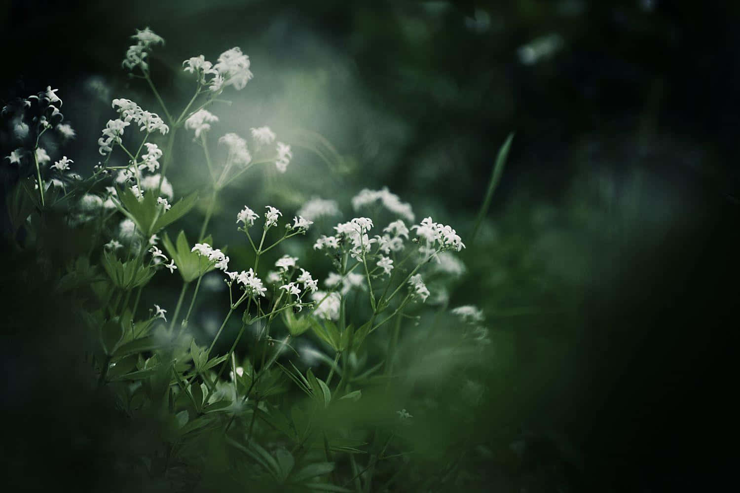Soothing 桌布 壁紙 — 精緻的白花在瀰漫著擴散綠光的迷霧森林空地中柔和地發光。