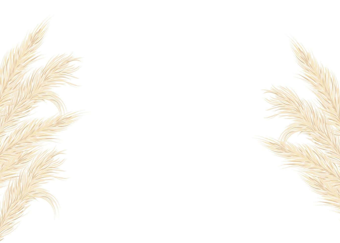 Grass 桌布 壁紙 — 精緻的米色蒲葦羽狀花序在純白背景上框住對角。