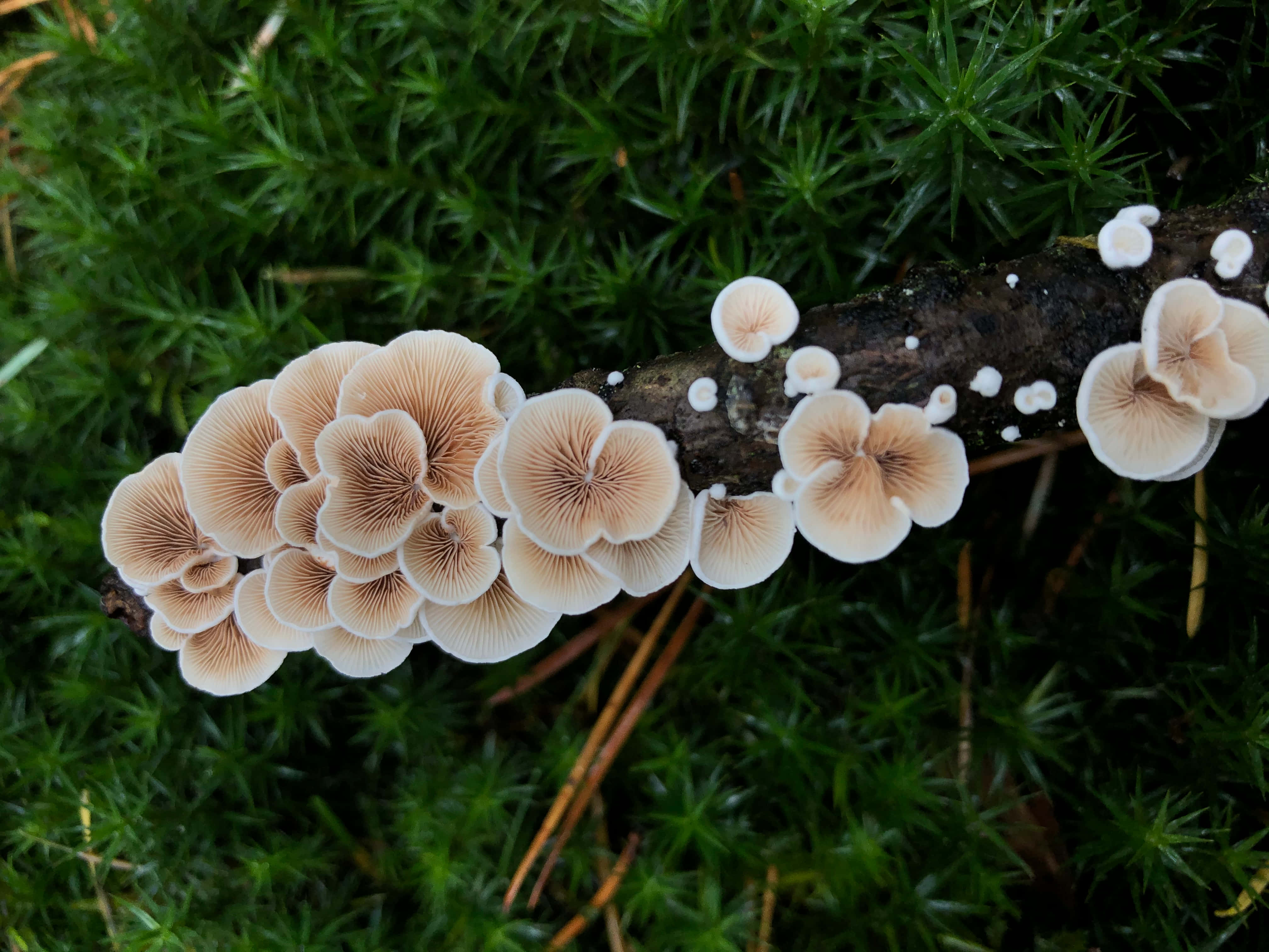 Mushroom 桌布 壁紙 — 精緻的米色蘑菇聚集在深色樹枝上，周圍環繞著茂密的綠色苔蘚。