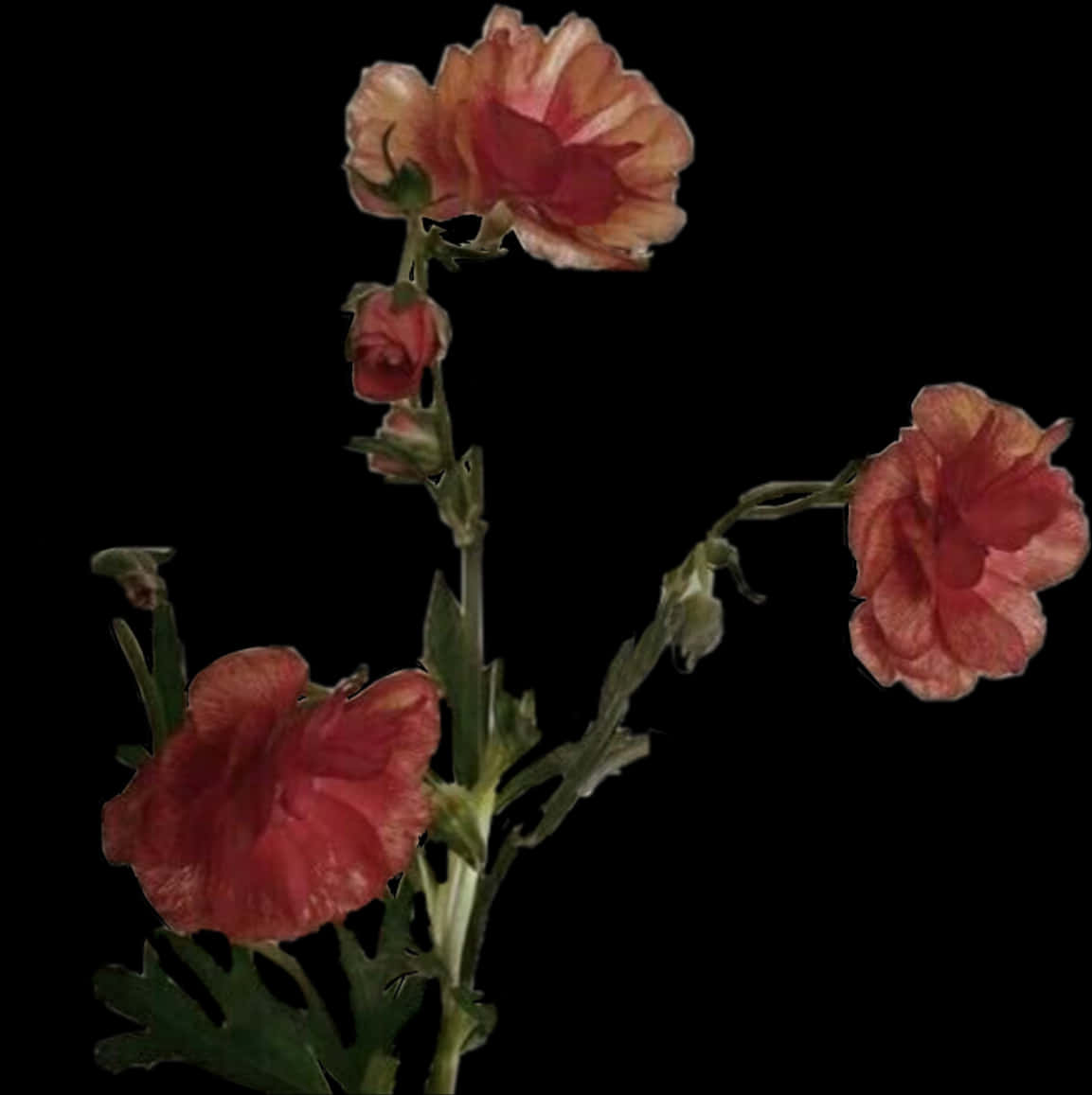 Flowers 桌布 壁紙 — 精緻的粉紅色和橙色花朵，帶有綠色莖，在純黑色背景上綻放。