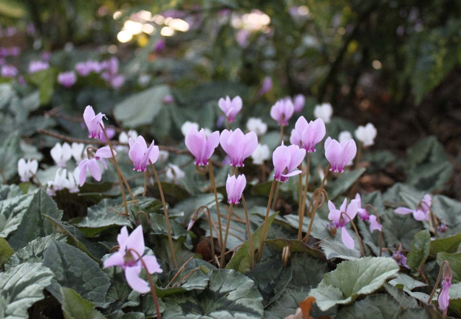 Cyclamen 桌布 壁紙 — 精緻的粉紅色和白色仙客來花朵在深綠色葉片中盛開，營造出柔和焦點的花園環境。