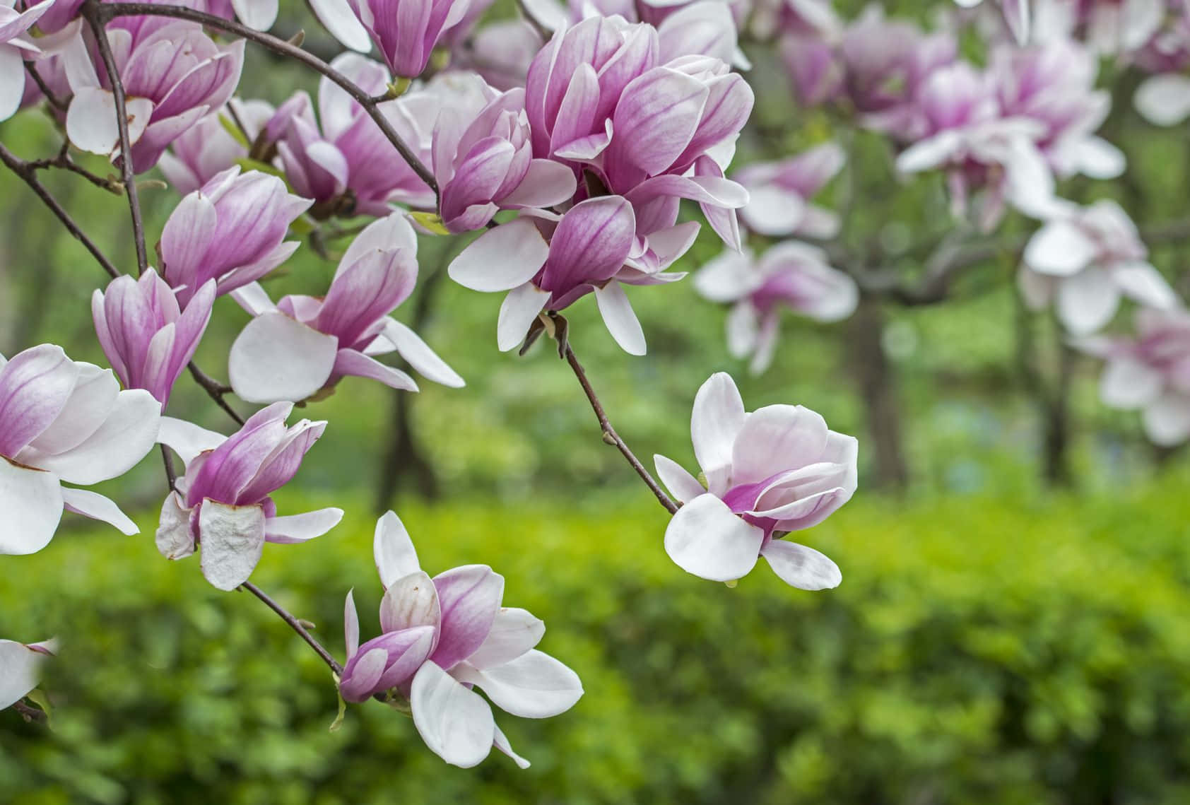 Tulip Tree 桌布 壁紙 — 精緻的粉紅色和白色木蘭花在纖細的樹枝上盛開，背景是柔和的綠色模糊花園。