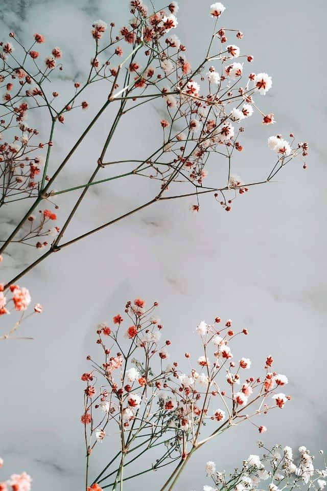 iPhone Flower 桌布 壁紙 — 精緻的粉紅色和白色滿天星花朵在纖細的莖上綻放，背景是柔和的灰色大理石。