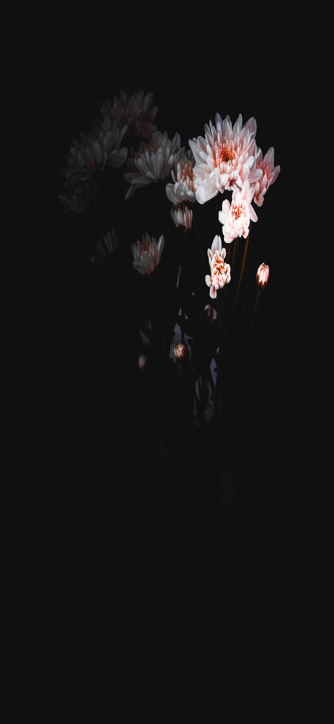 花朵美學動態圖 桌布 壁紙 — 精緻的粉紅色和白色花朵在深黑色背景上柔和綻放，呈現極簡構圖。