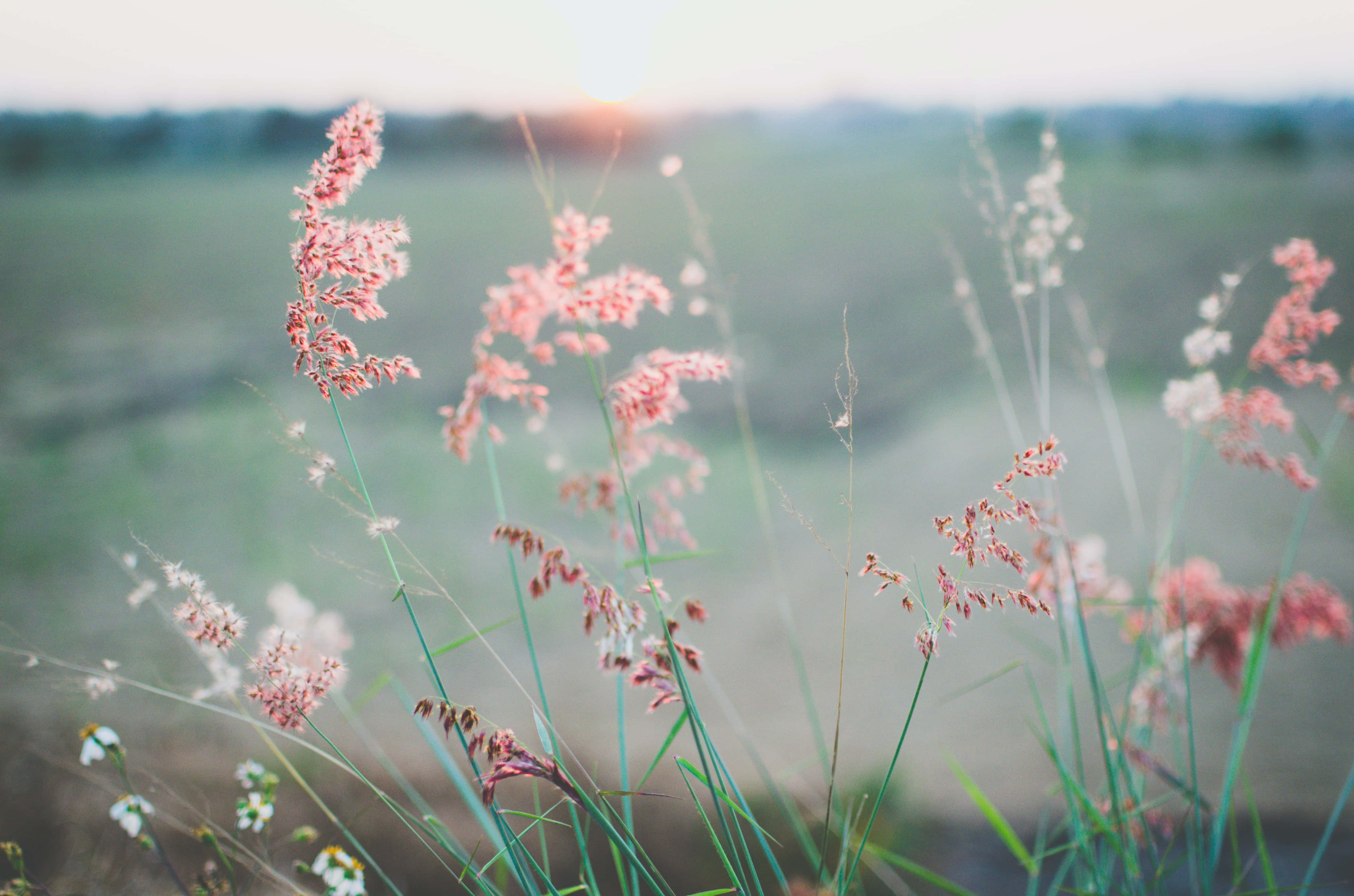 Calming 桌布 壁紙 — 精緻的粉紅色和白色草在日落時分，在柔和的金色光芒中，在模糊的田野背景下輕輕搖曳。
