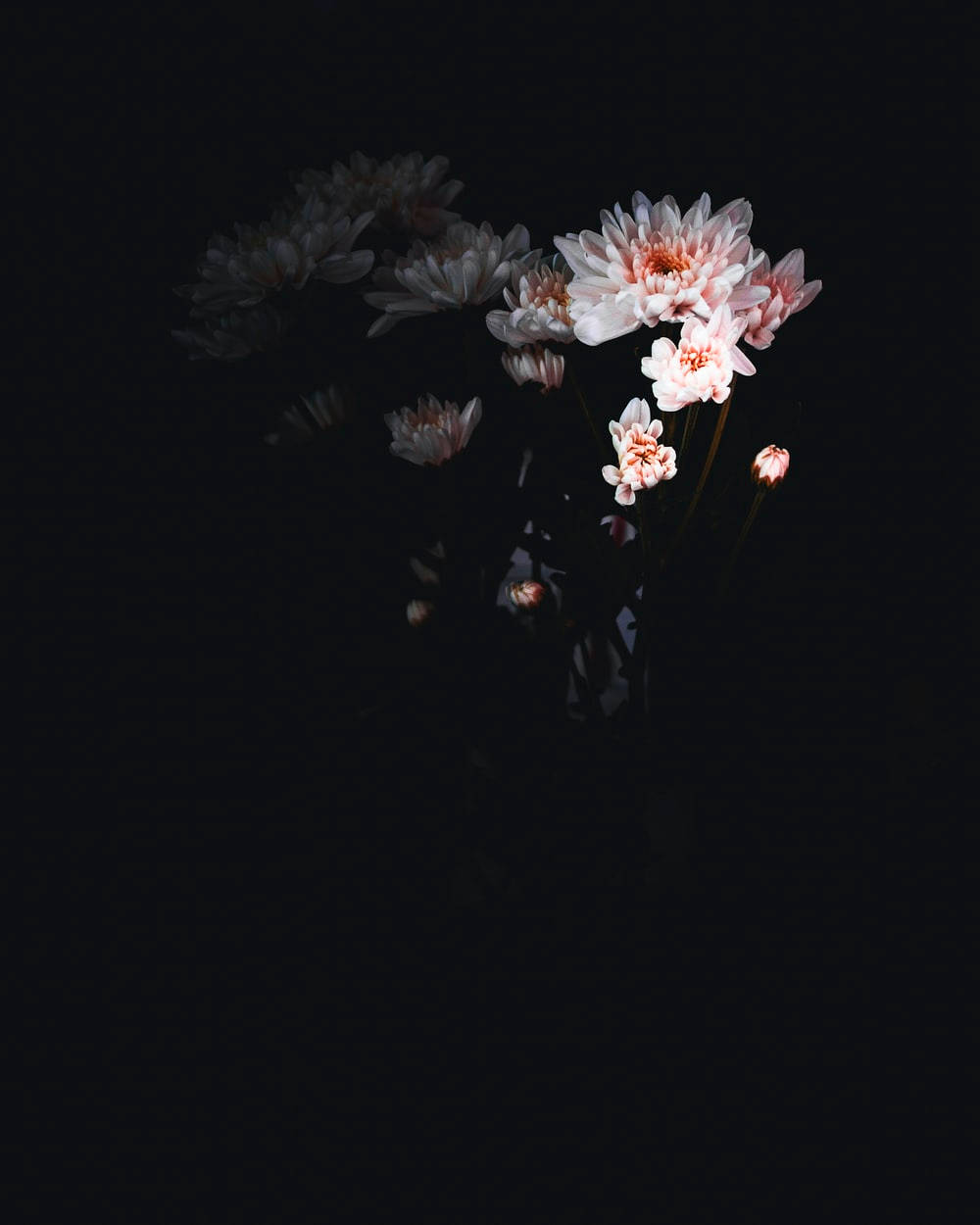 暗色花卉 桌布 壁紙 — 精緻的粉紅色和白色菊花在深黑色背景上柔和綻放，營造出憂鬱的靜物氛圍。