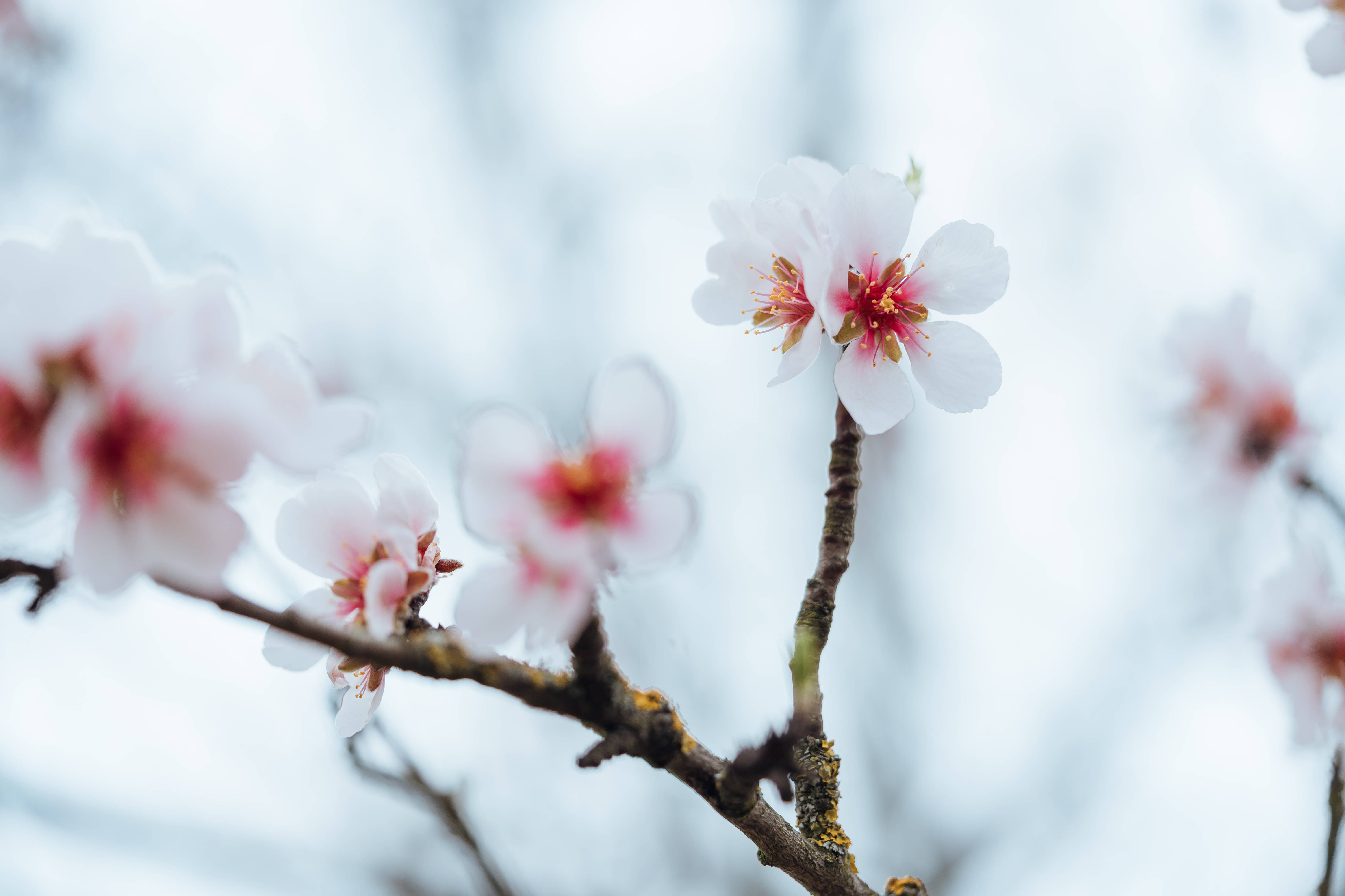 花朵 4K 桌布 壁紙 — 精緻的粉紅色櫻花在帶有紋理的樹枝上柔和綻放，背景是朦朧的淡藍色天空。