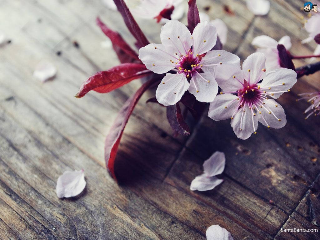 Blossom 桌布 壁紙 — 精緻的粉紅色櫻花帶有深紅色莖，放在風化的木板上，周圍散落著花瓣。