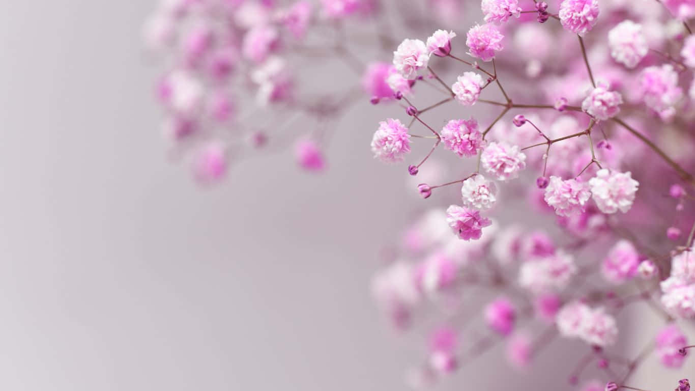 1366x768 桌布 壁紙 — 精緻的粉紅色滿天星花朵在柔和的灰色背景下以淺景深輕輕綻放。