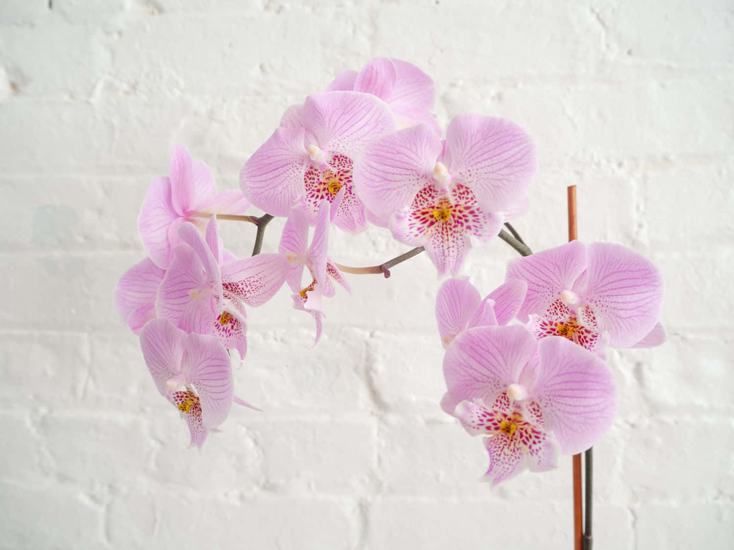 Orchid Flower 桌布 壁紙 — 精緻的粉紅色蘭花帶有斑點中心，在紋理白色磚牆上優雅綻放。