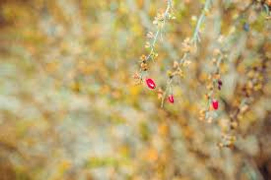Flowers 桌布 壁紙 — 精緻的紅色漿果懸掛在纖細的樹枝上，映襯著柔和的金色秋日背景。