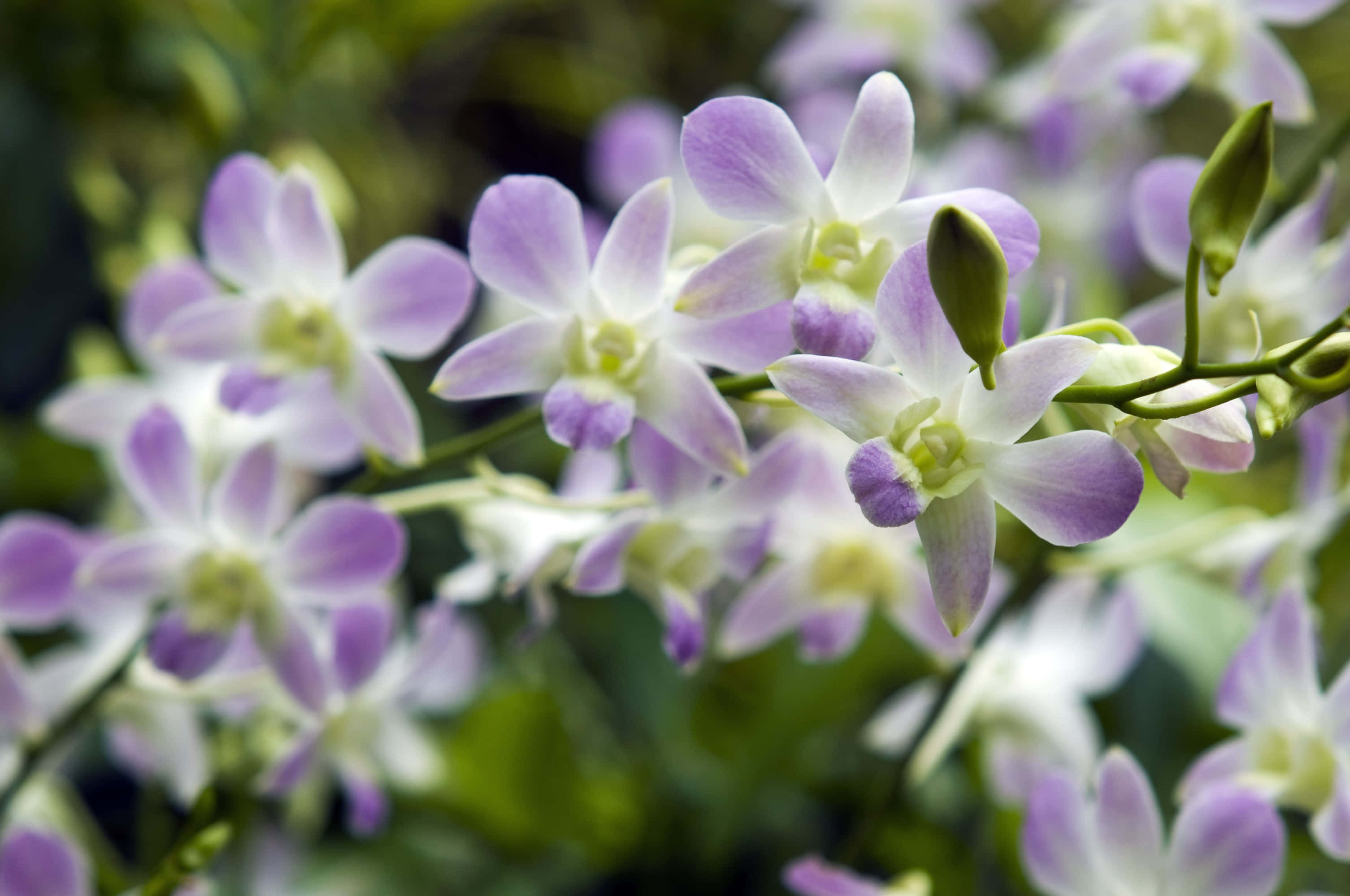 Orchid 桌布 壁紙 — 精緻的紫色和白色蘭花，帶有綠色莖和花蕾，在茂密的綠色背景下柔和模糊。