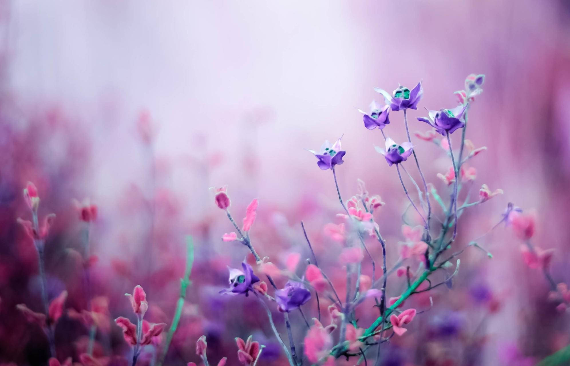 Aesthetic Purple Flower 桌布 壁紙 — 精緻的紫色和粉紅色花朵在夢幻般的柔和霧氣中輕輕綻放，營造出寧靜的花園場景。