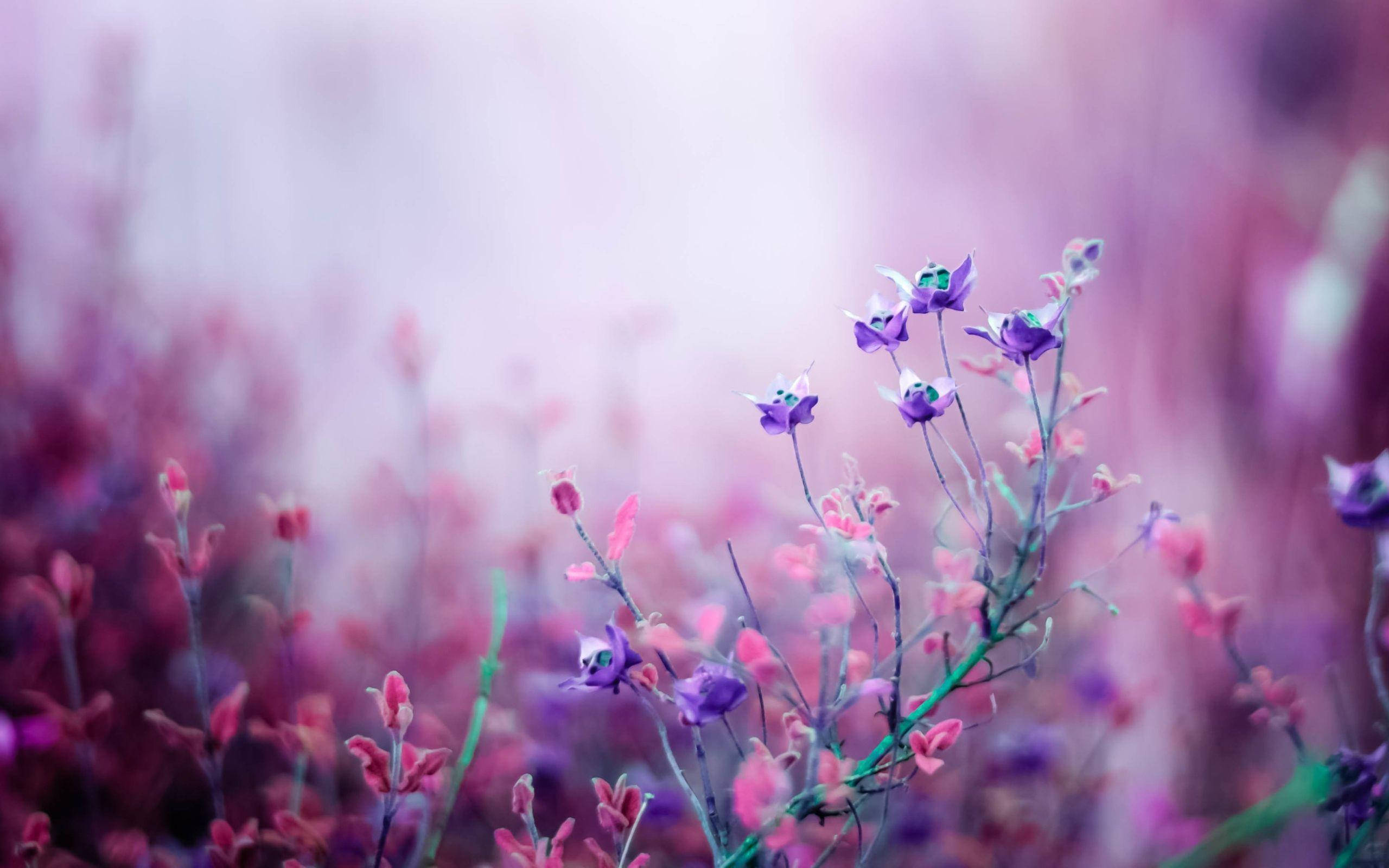 Flowers Aesthetic 桌布 壁紙 — 精緻的紫色和粉紅色野花在淺景深中，對著夢幻的粉彩薄霧柔和綻放。