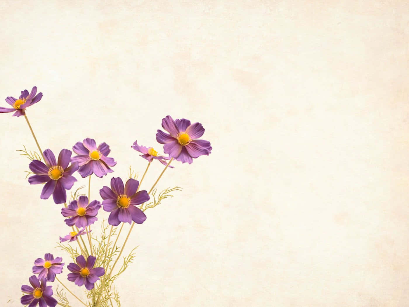 Cute Aesthetic Flower 桌布 壁紙 — 精緻的紫色大波斯菊，黃色花心，在柔軟的紋理米色背景上優雅綻放。