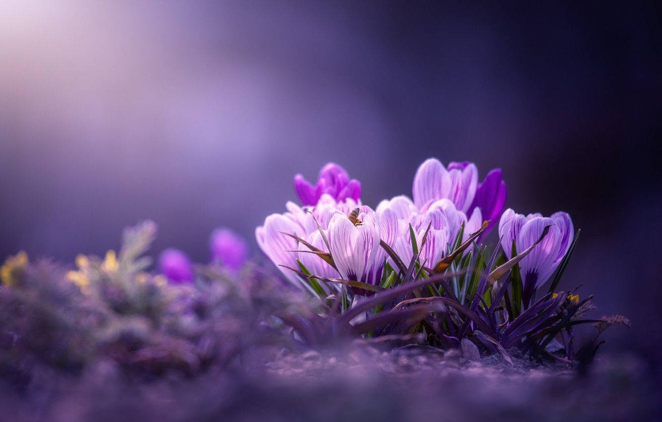 Saffron 桌布 壁紙 — 精緻的紫色番紅花在柔和焦點中綻放，背景是夢幻的暮色，帶有柔和的光線。