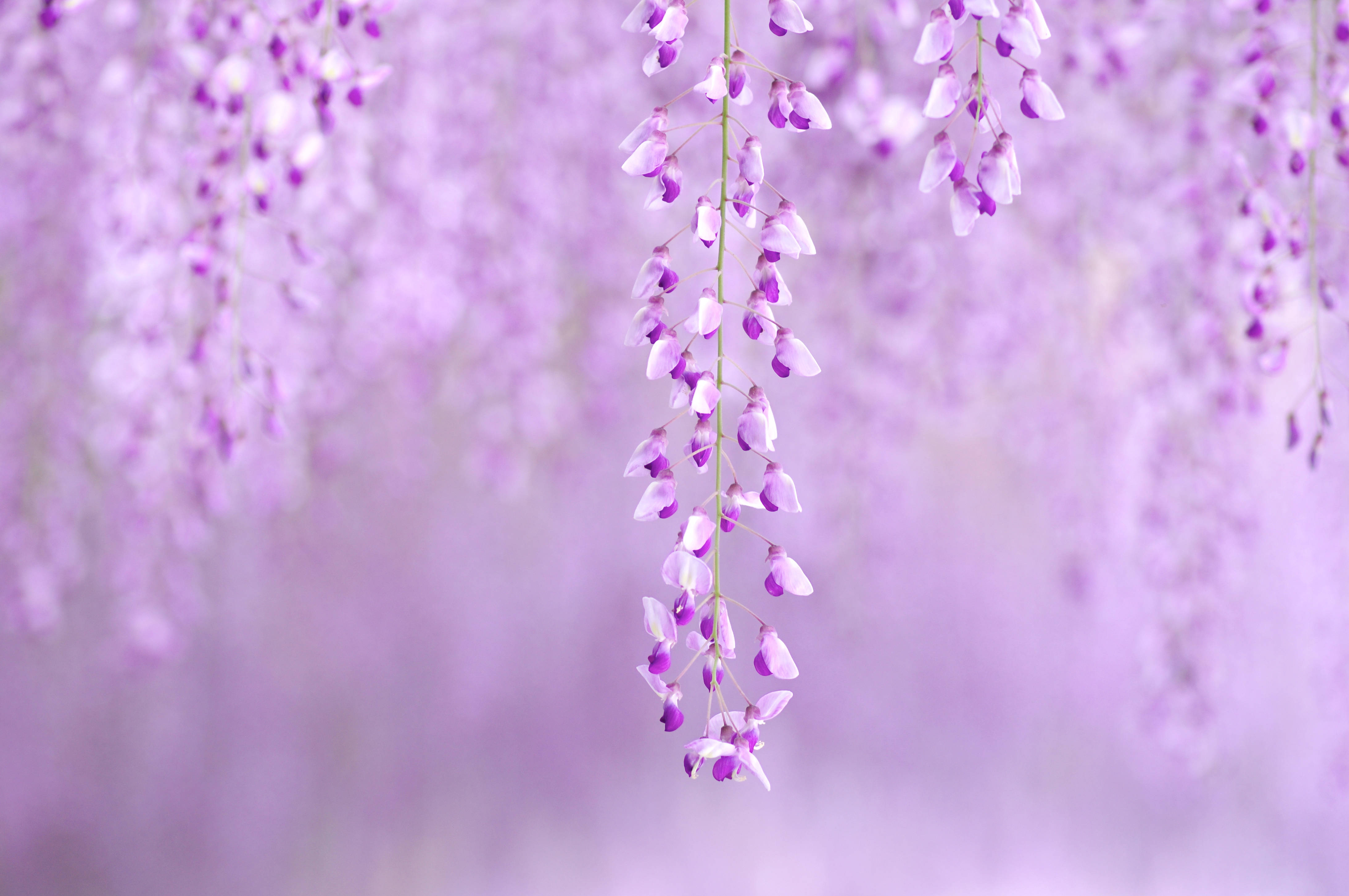 Aesthetic Purple Flower 桌布 壁紙 — 精緻的紫色紫藤花在夢幻般的薰衣草背景下以柔焦效果層層垂墜。