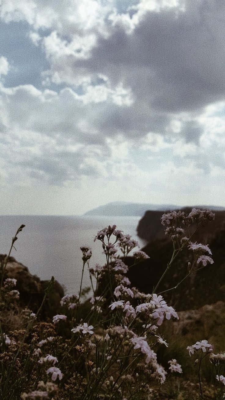 自然 桌布 壁紙 — 精緻的紫色野花在前景搖曳，映襯著廣闊多雲的天空，俯瞰崎嶇的海岸懸崖和寧靜的大海。