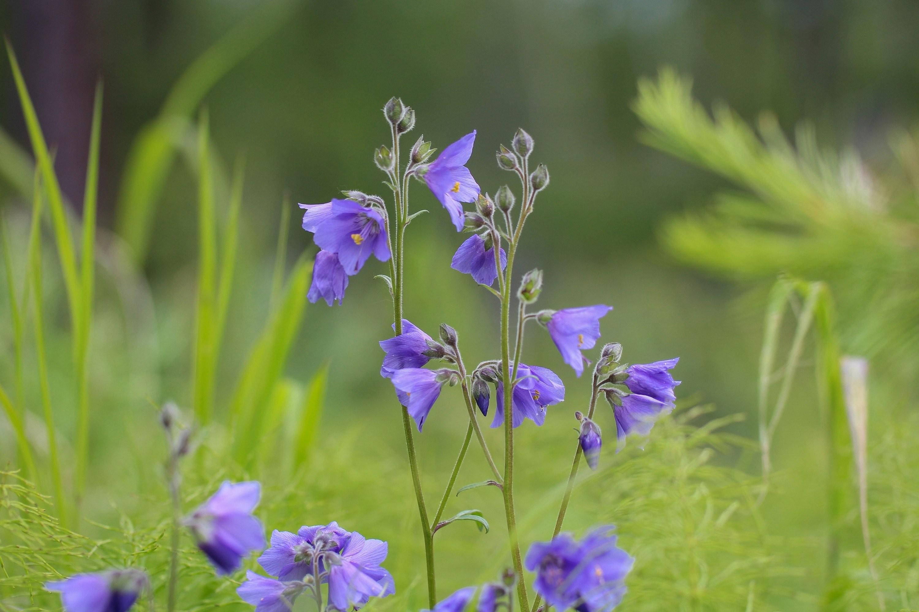 Nature Blur 桌布 壁紙 — 精緻的紫色鐘形花朵在柔和的自然環境中，在鮮綠的草地上沿著纖細的莖幹盛開。