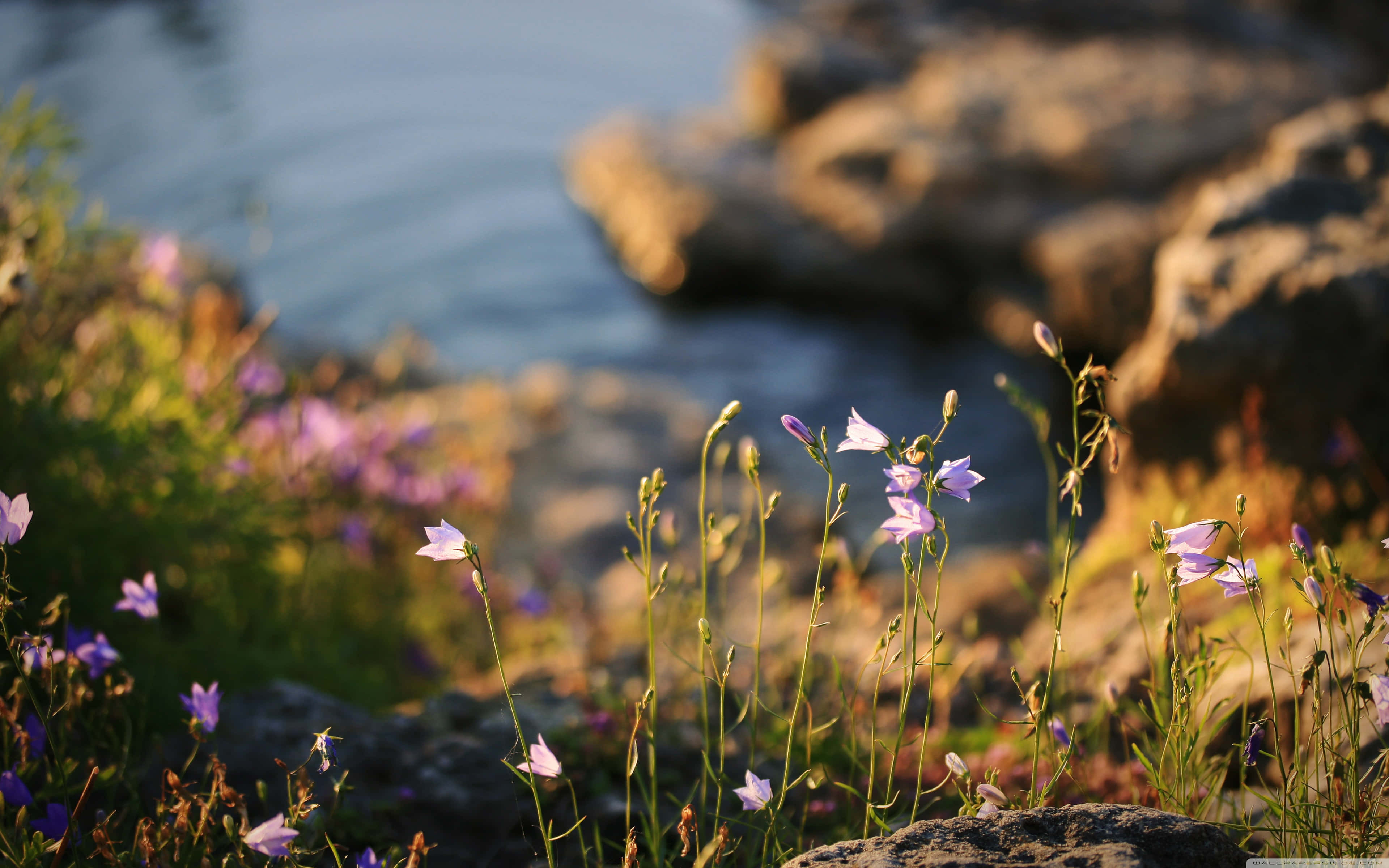Wildflowers 桌布 壁紙 — 精緻的紫色風鈴花在柔和的金色光線中輕輕搖曳，旁邊是平靜的藍色水邊，岩石模糊。