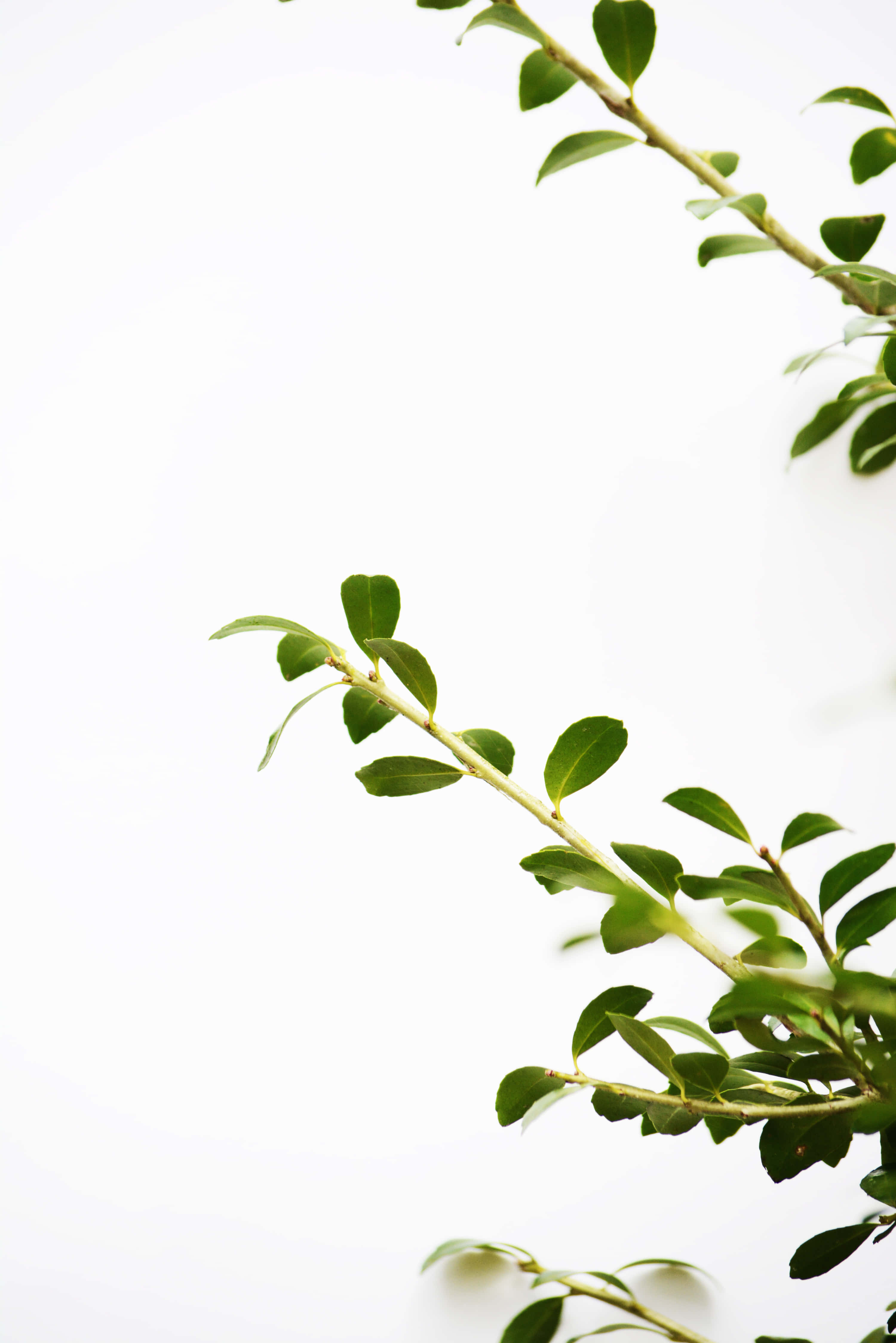 Aesthetic Leaf 桌布 壁紙 — 精緻的綠色樹枝和葉子以對角線方式框住簡約的白色背景，搭配柔和自然光。