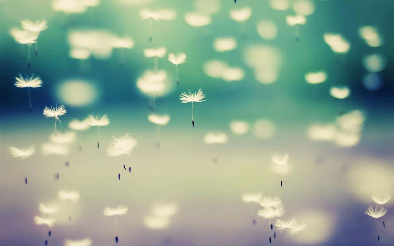 Dandelion 桌布 壁紙 — 精緻的蒲公英種子在青綠色和薰衣草色的柔和漸變天空中飄蕩，背景帶有夢幻般的散景效果。