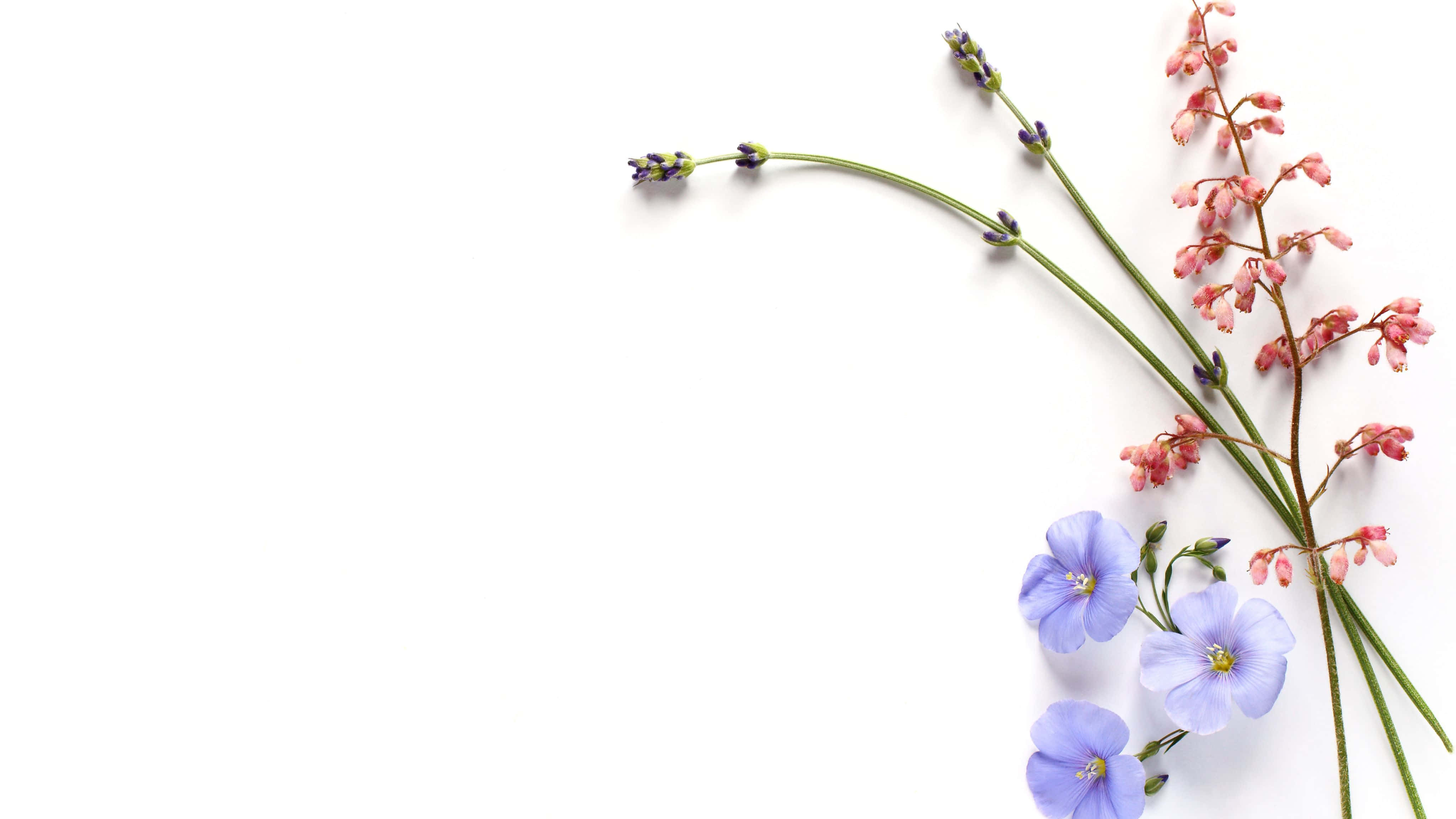 4096x2304 桌布 壁紙 — 精緻的薰衣草枝、粉紅花朵和藍色勿忘我，以極簡角落構圖排列在純白背景上。