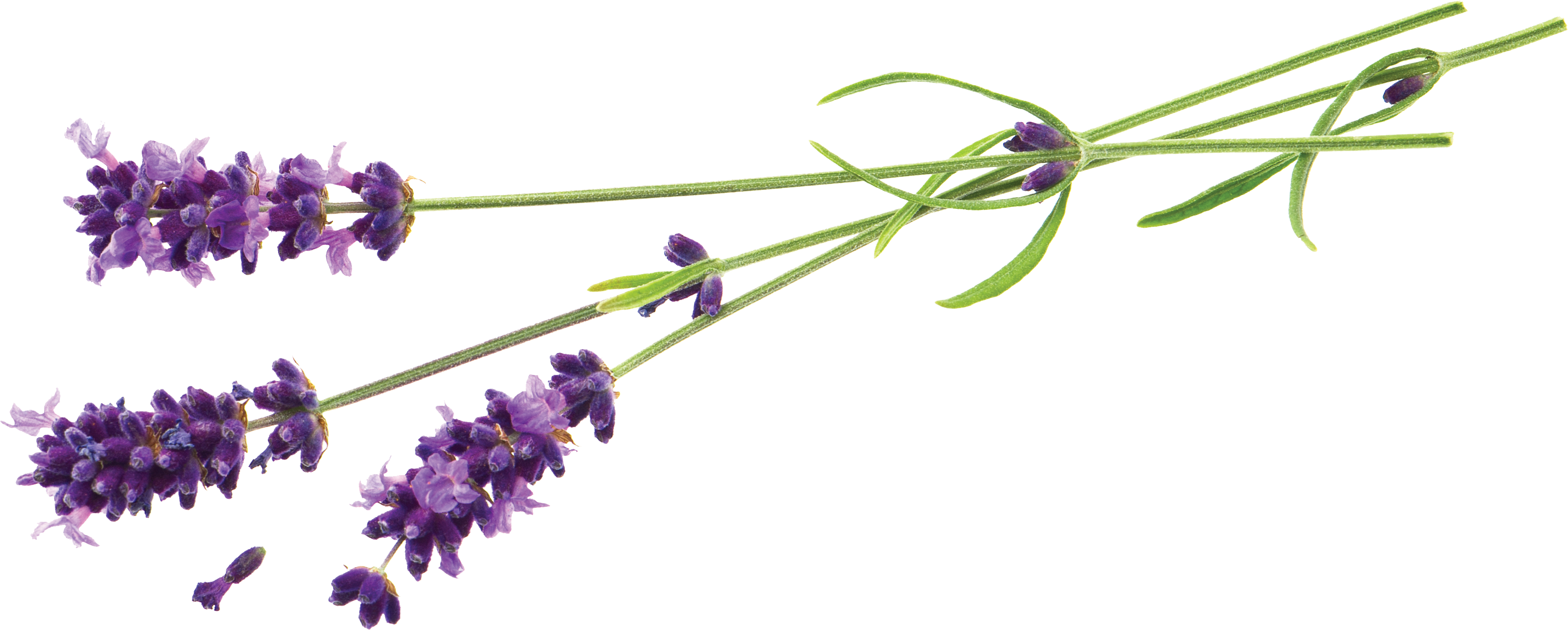 花 桌布 壁紙 — 精緻的薰衣草枝條，帶有紫色花朵和纖細的綠色莖，孤立在純白色背景上。