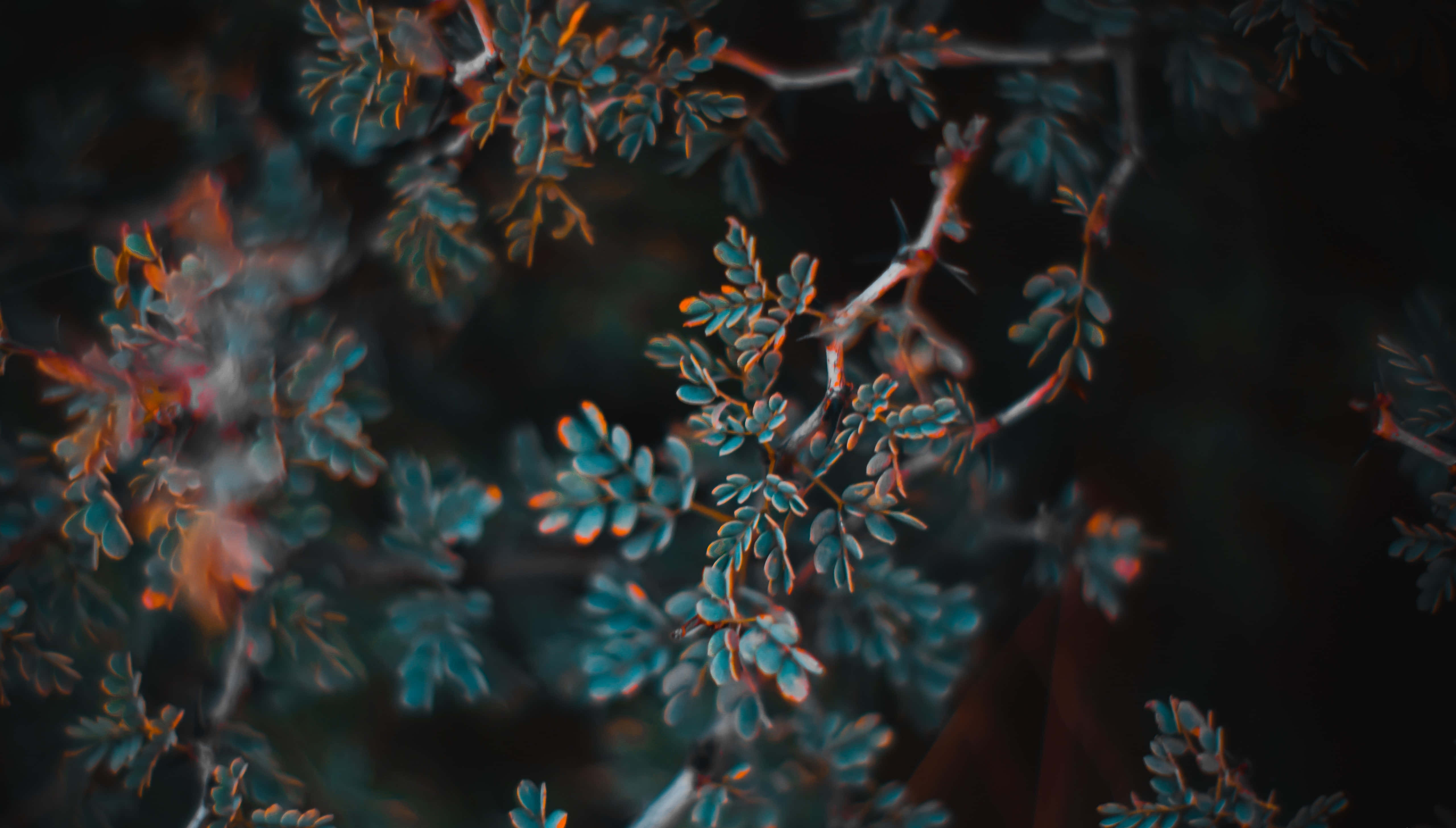 Leaves 桌布 壁紙 — 精緻的藍綠色葉片帶有溫暖的橙色亮點，在黑暗模糊的背景上柔和地發光。