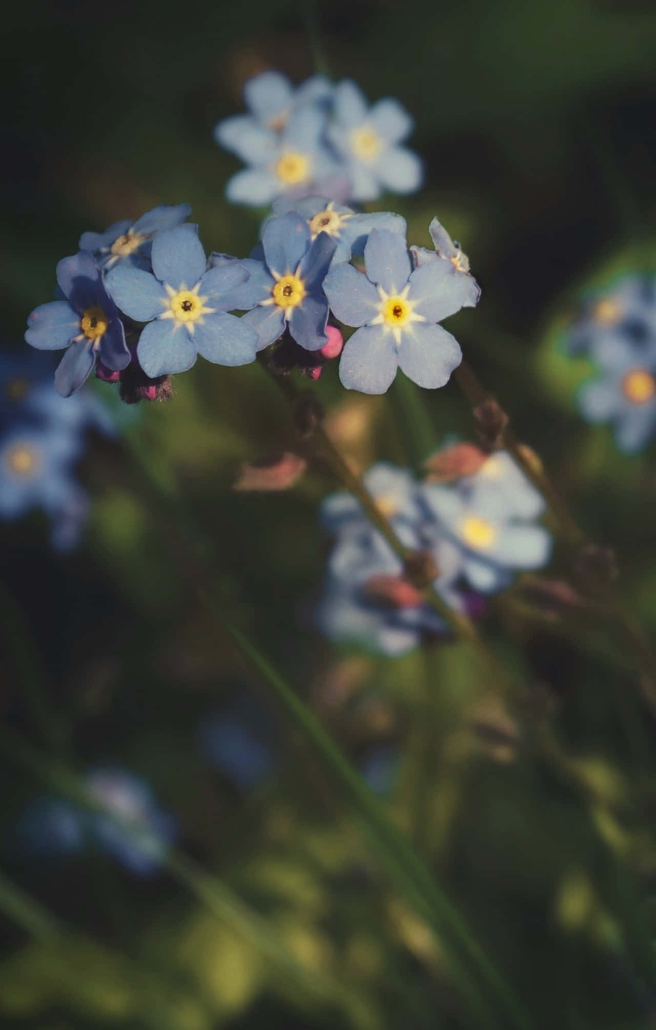 Flowers 桌布 壁紙 — 精緻的藍色勿忘我，黃色花心，在模糊的綠色背景下柔和綻放。