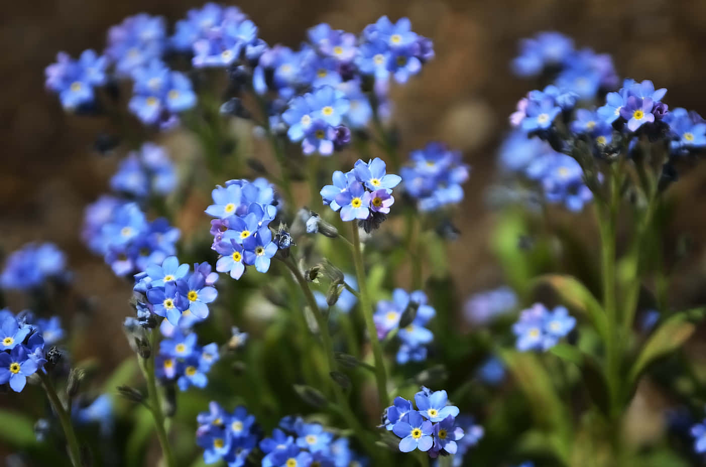 勿忘我花 桌布 壁紙 — 精緻的藍色勿忘我，黃色花心，在模糊的泥土背景上柔和綻放。
