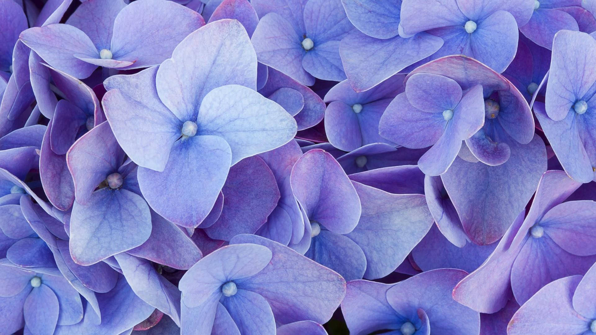 Hydrangea 桌布 壁紙 — 精緻的藍色和紫色繡球花特寫，帶有柔和漸變和可見的花瓣脈絡。