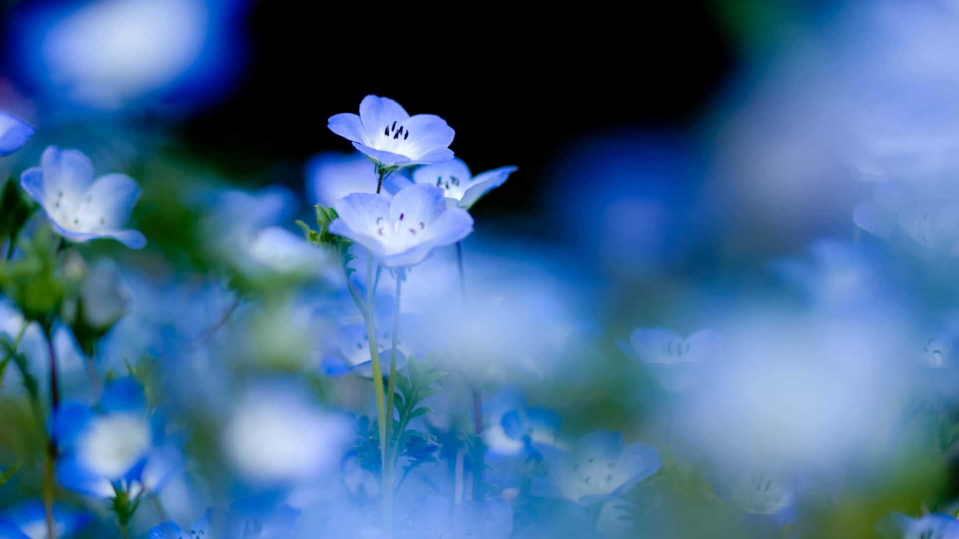 1920 X 1080 Flower 桌布 壁紙 — 精緻的藍色花朵，白色花心，在淺景深中於深色背景上柔和綻放。