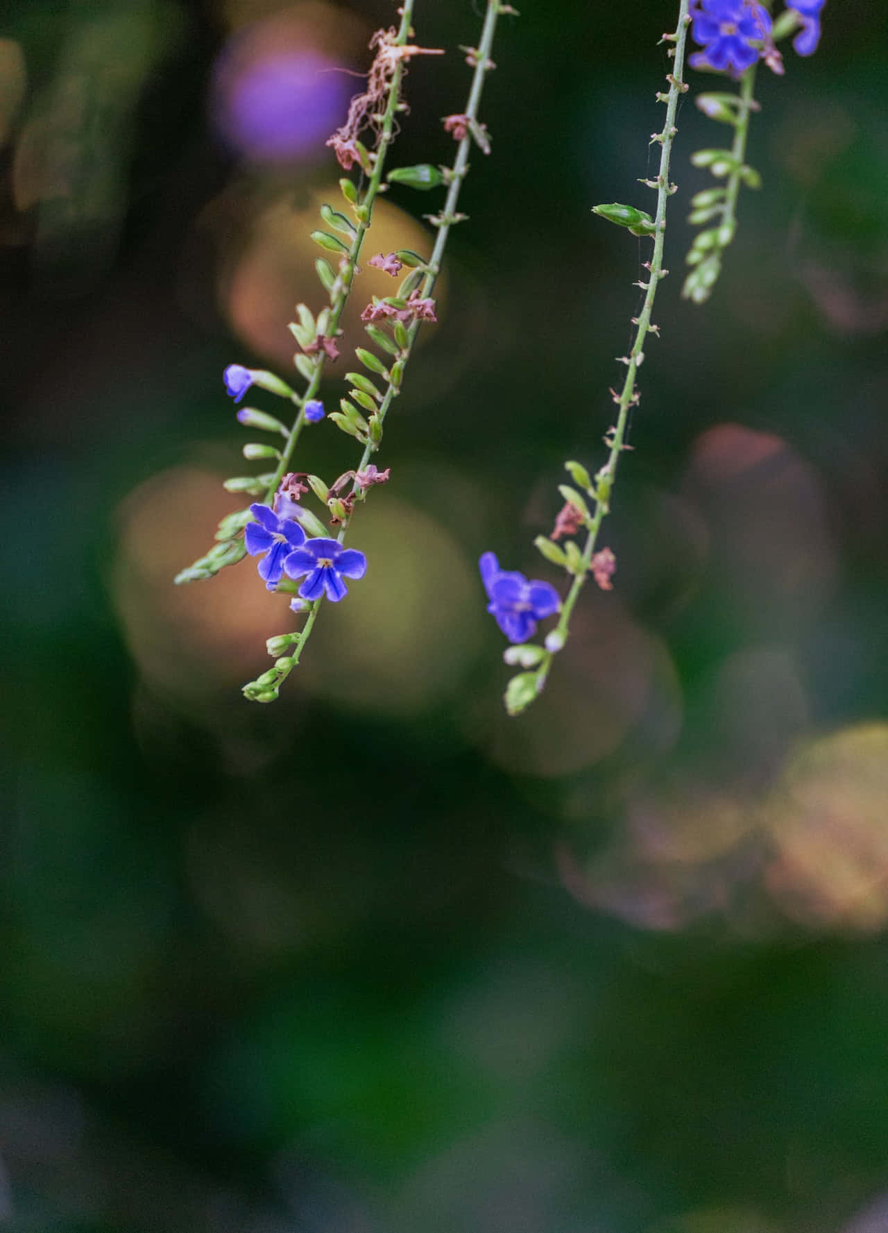 Flowers 桌布 壁紙 — 精緻的藍色花朵優雅地懸掛在纖細的綠色莖上，背景是柔和的模糊綠色和金色。