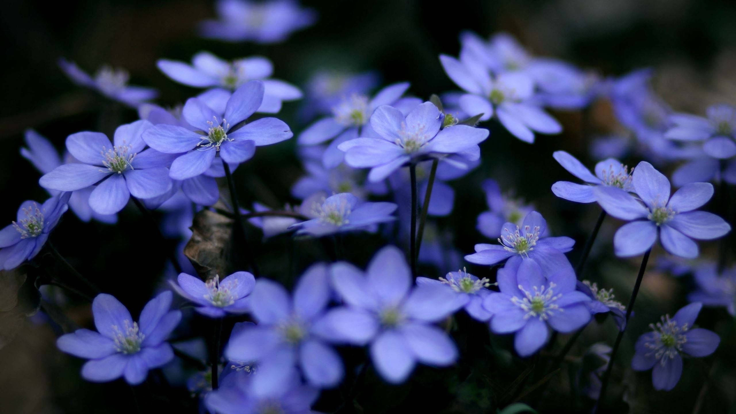 Flowers 桌布 壁紙 — 精緻的藍色花朵在黑暗模糊的森林地面上柔和綻放，營造出寧靜的自然環境。