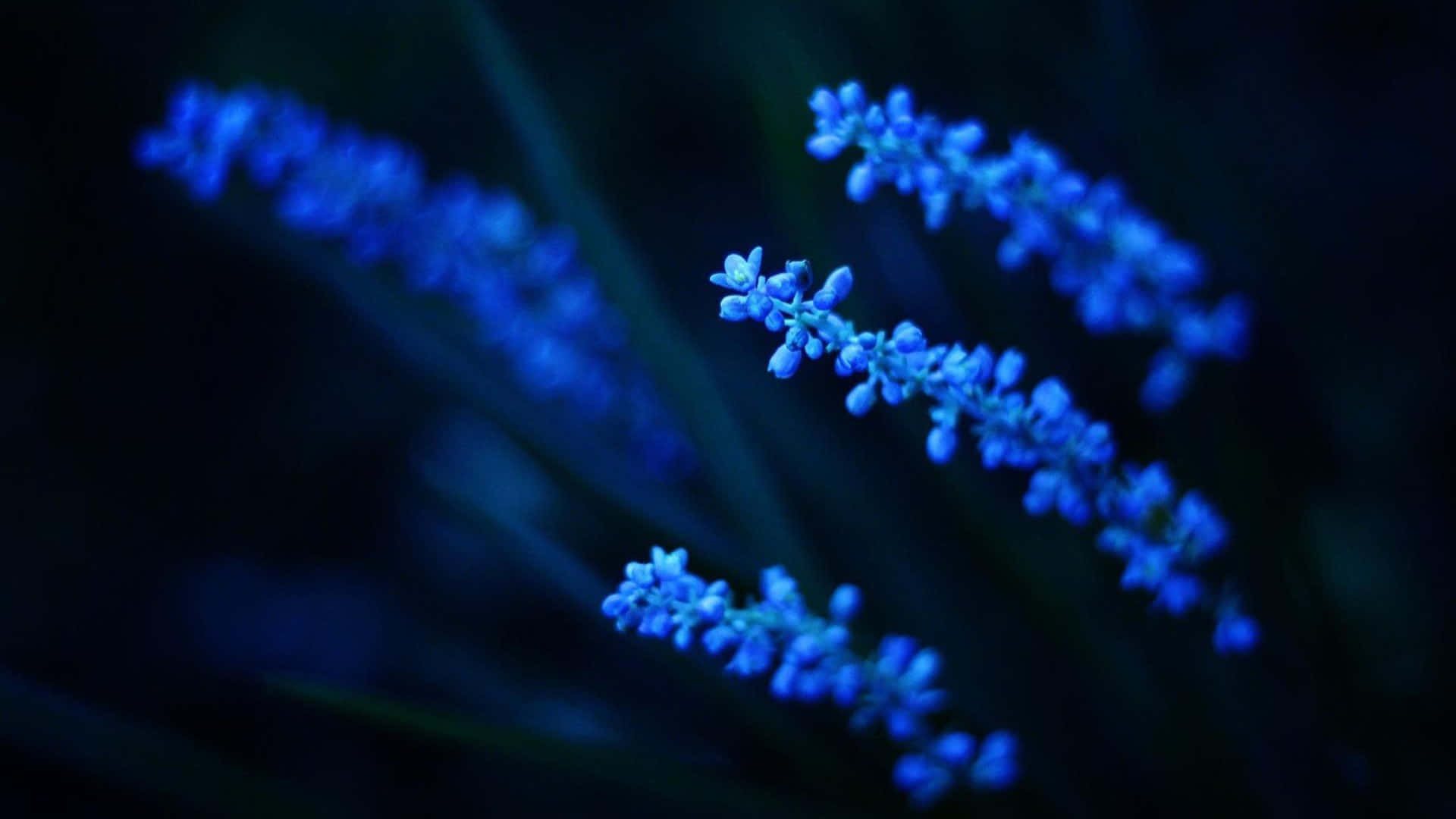 Flowers 桌布 壁紙 — 精緻的藍色花穗在深色背景上柔和發光，呈現夢幻般的夜間特寫。