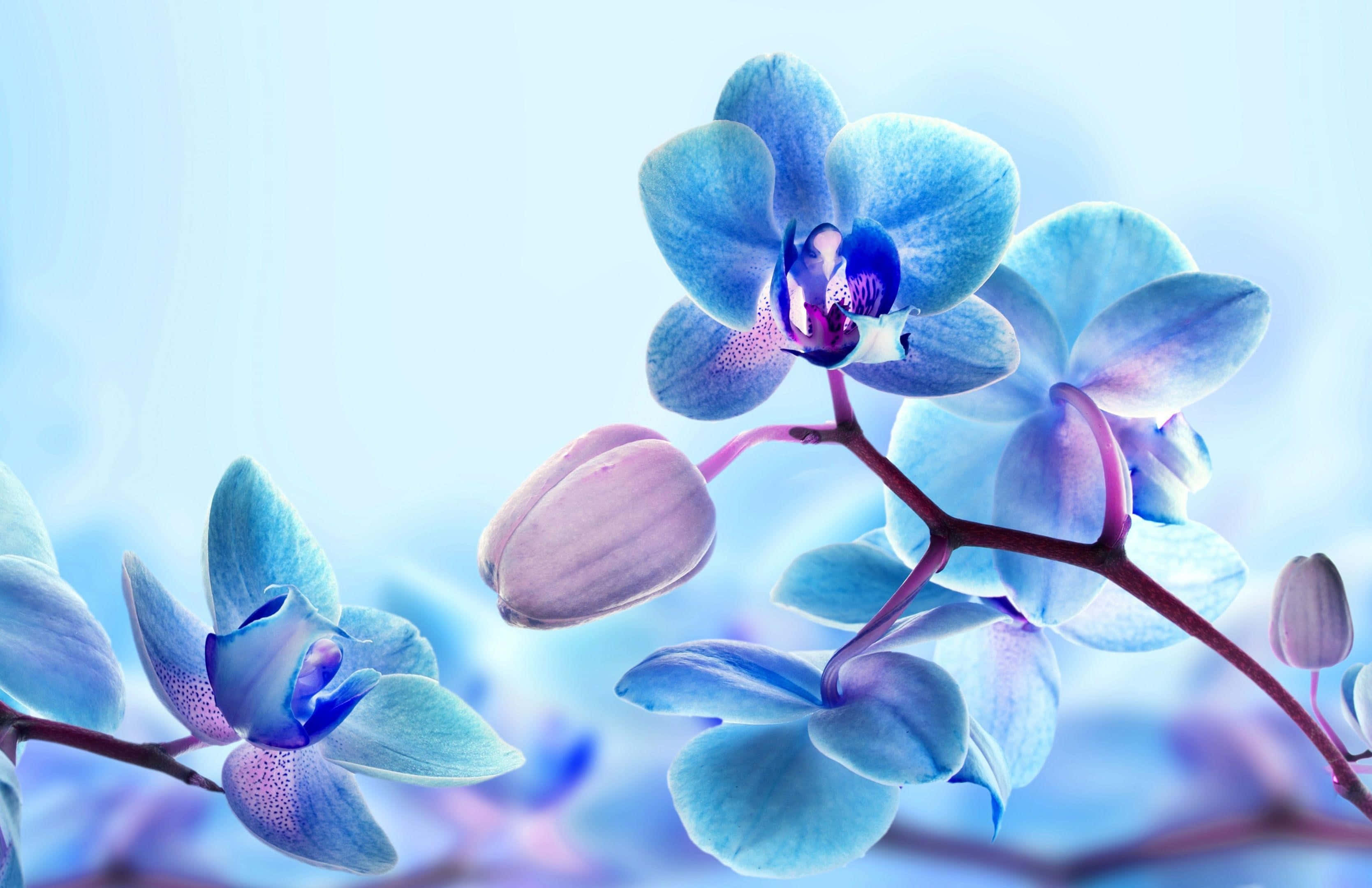 Orchids 桌布 壁紙 — 精緻的藍色蘭花帶有紫色花心，在夢幻般的淺藍色背景上柔和綻放。