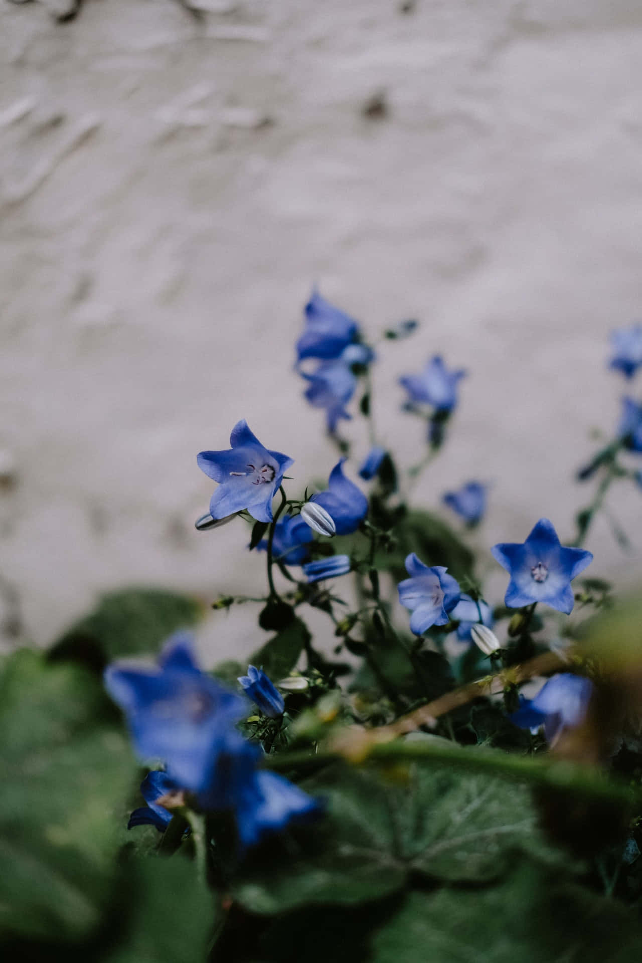 Flowers 桌布 壁紙 — 精緻的藍色風鈴花在淺景深中，對著柔軟有紋理的白色牆壁盛開。
