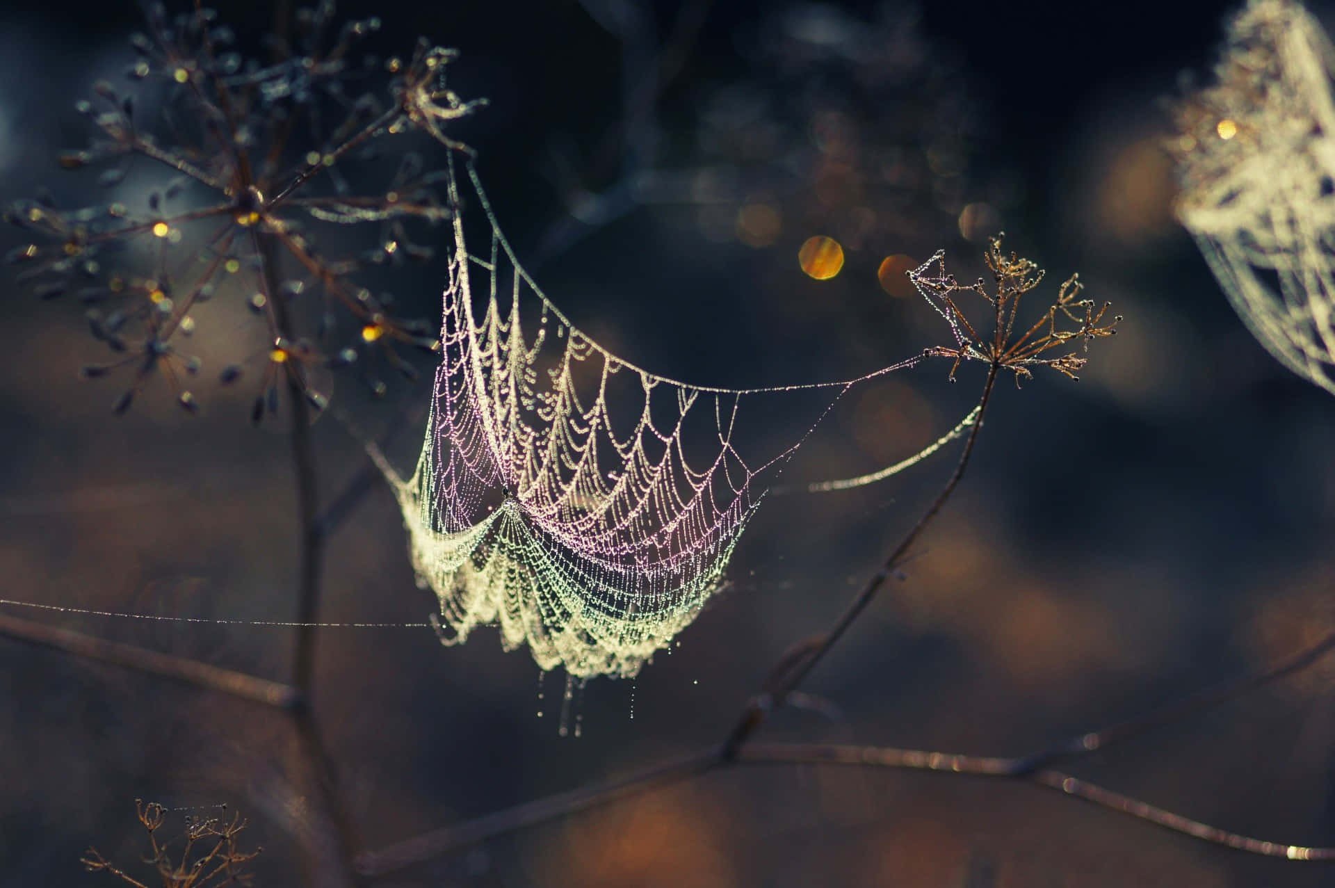 Cobwebs 桌布 壁紙 — 精緻的蜘蛛網在光禿的樹枝間閃爍著露珠，映襯著柔和模糊的暮色背景。