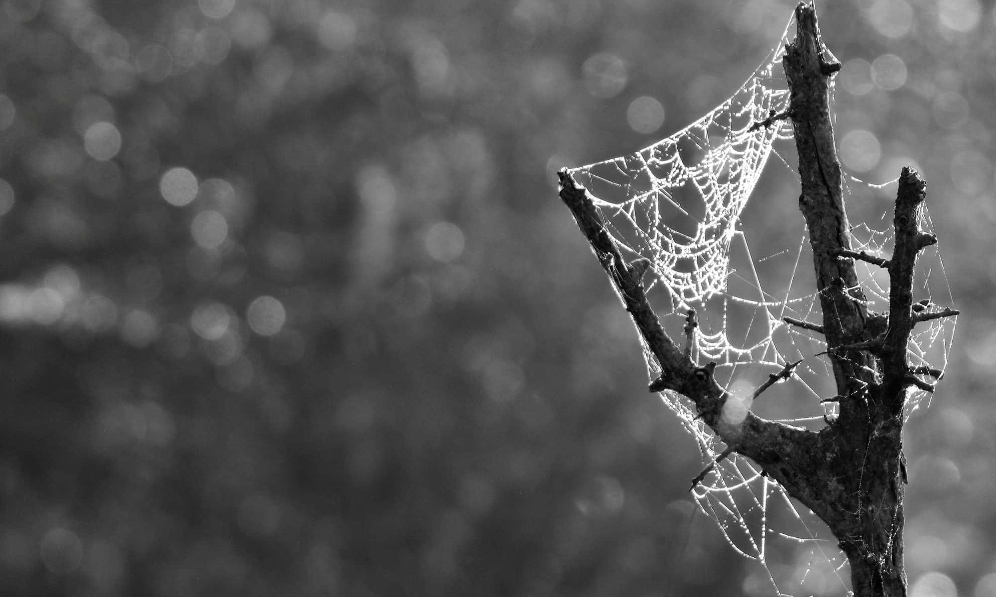 Cobwebs 桌布 壁紙 — 精緻的蜘蛛網在光禿禿的樹枝上閃閃發光，背景是柔和模糊的自然單色調。