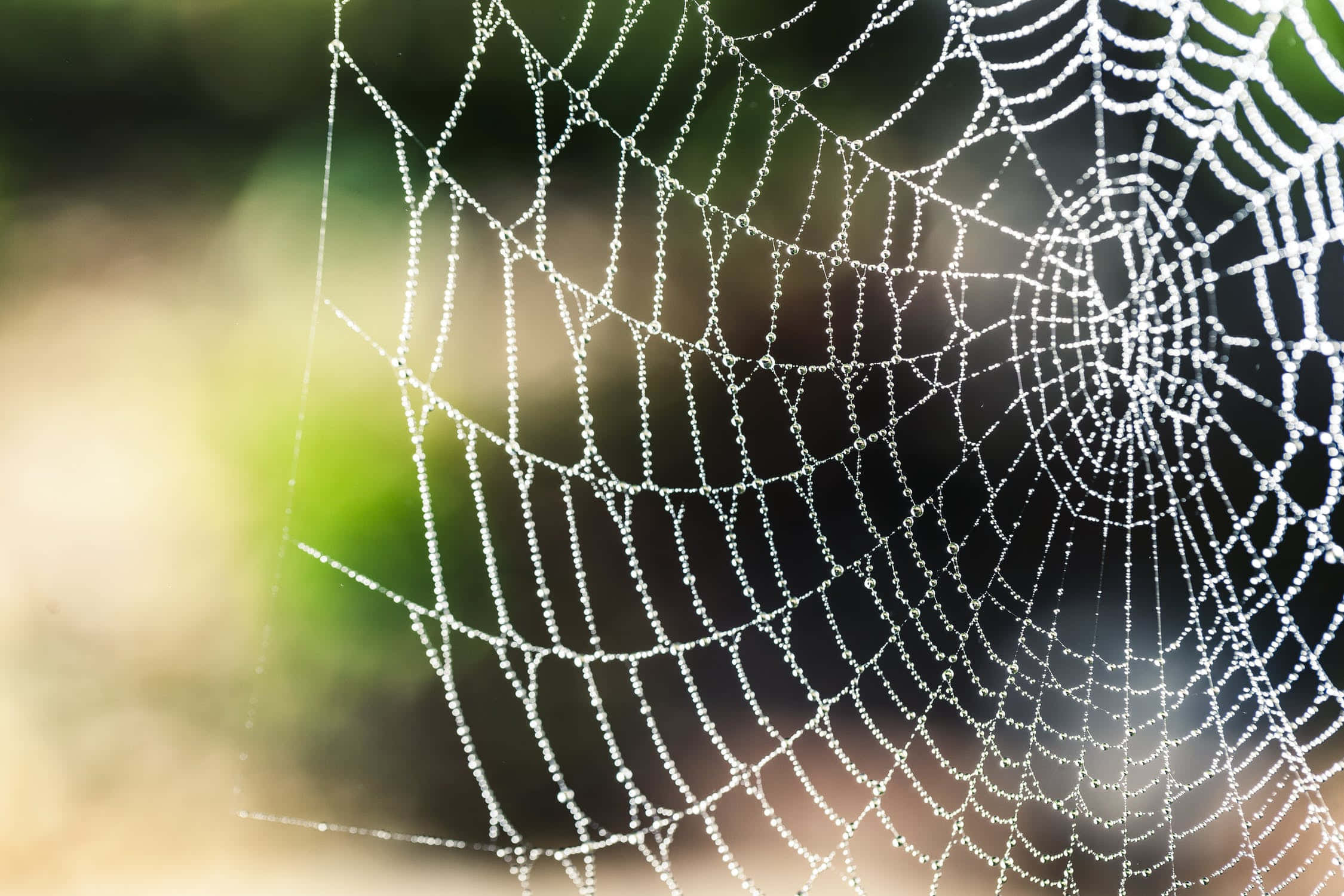 Cobwebs 桌布 壁紙 — 精緻的蜘蛛網在柔和模糊的綠色和棕色背景上閃爍著露珠。