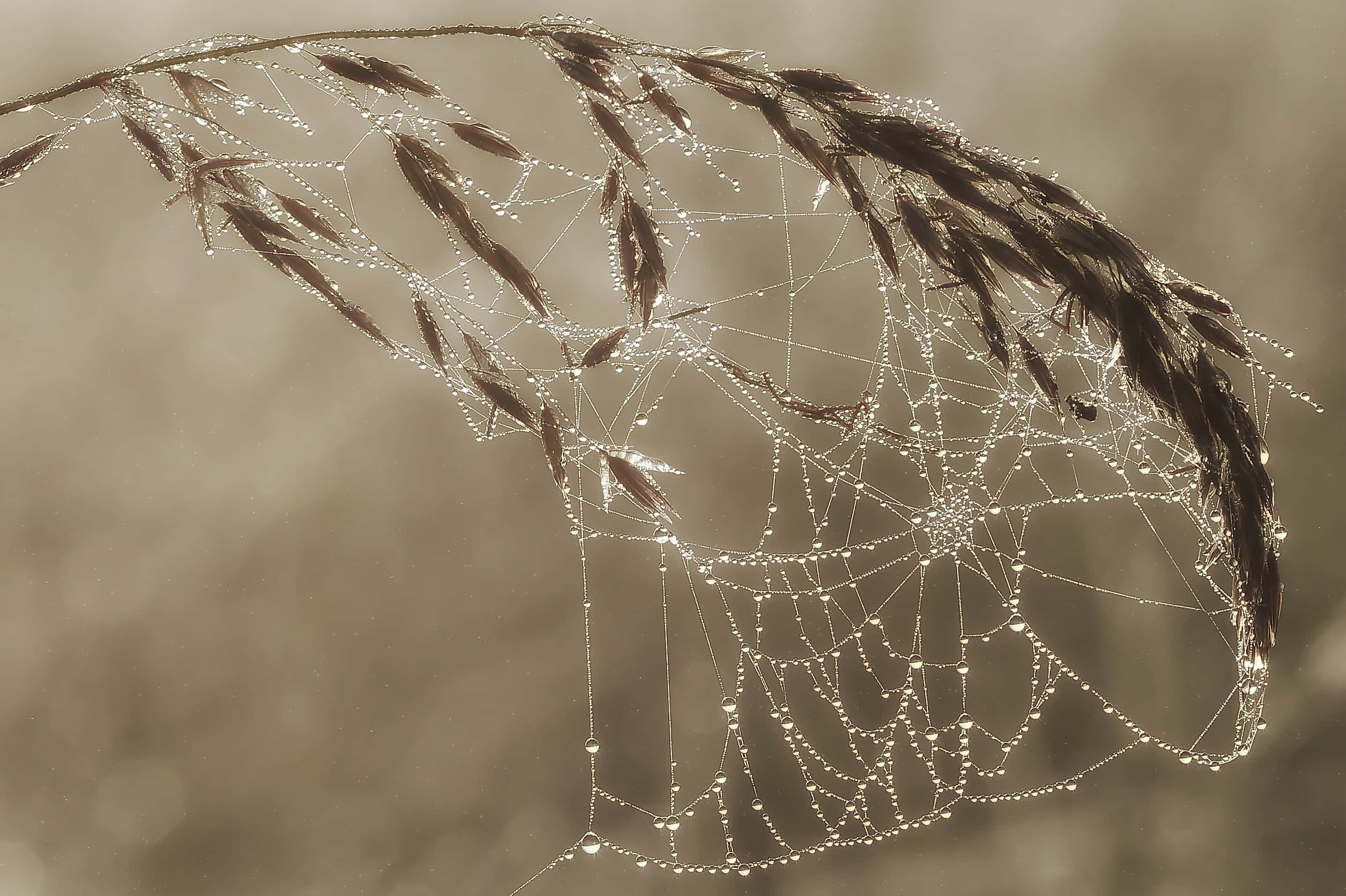 Cobwebs 桌布 壁紙 — 精緻的蜘蛛網在柔和的模糊背景下閃爍著露珠，依附在纖細的草葉上。