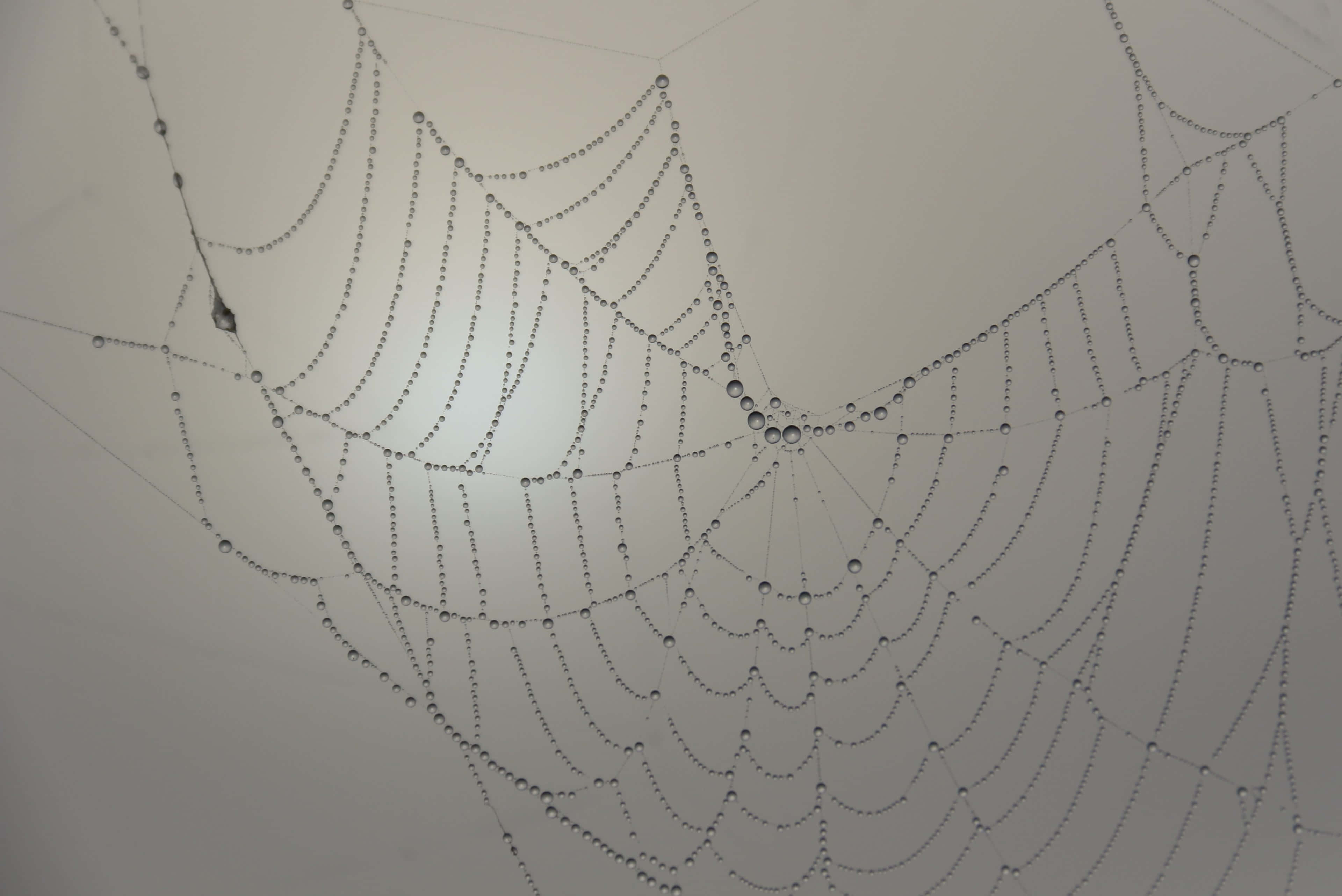 Cobwebs 桌布 壁紙 — 精緻的蜘蛛網在柔和的灰色天空映襯下閃爍著露珠，捕捉晨光中複雜的幾何圖案。
